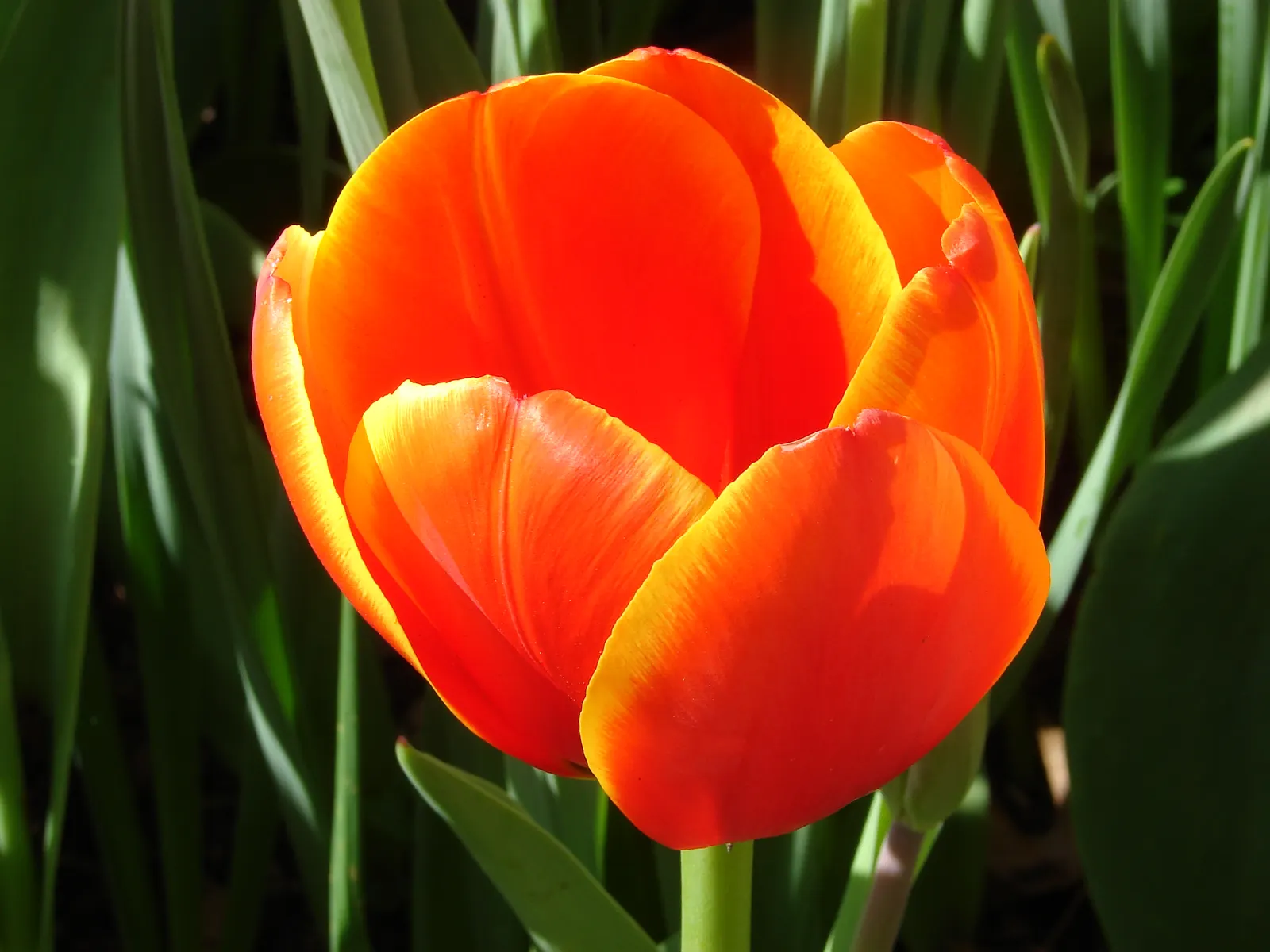 Botanical Tulip (Tulipa Turkestanica) — Tulipa turkestanica, or Botanical Tulip, is a delightful spring perennial, thriving in USDA zones 3-8, image 55