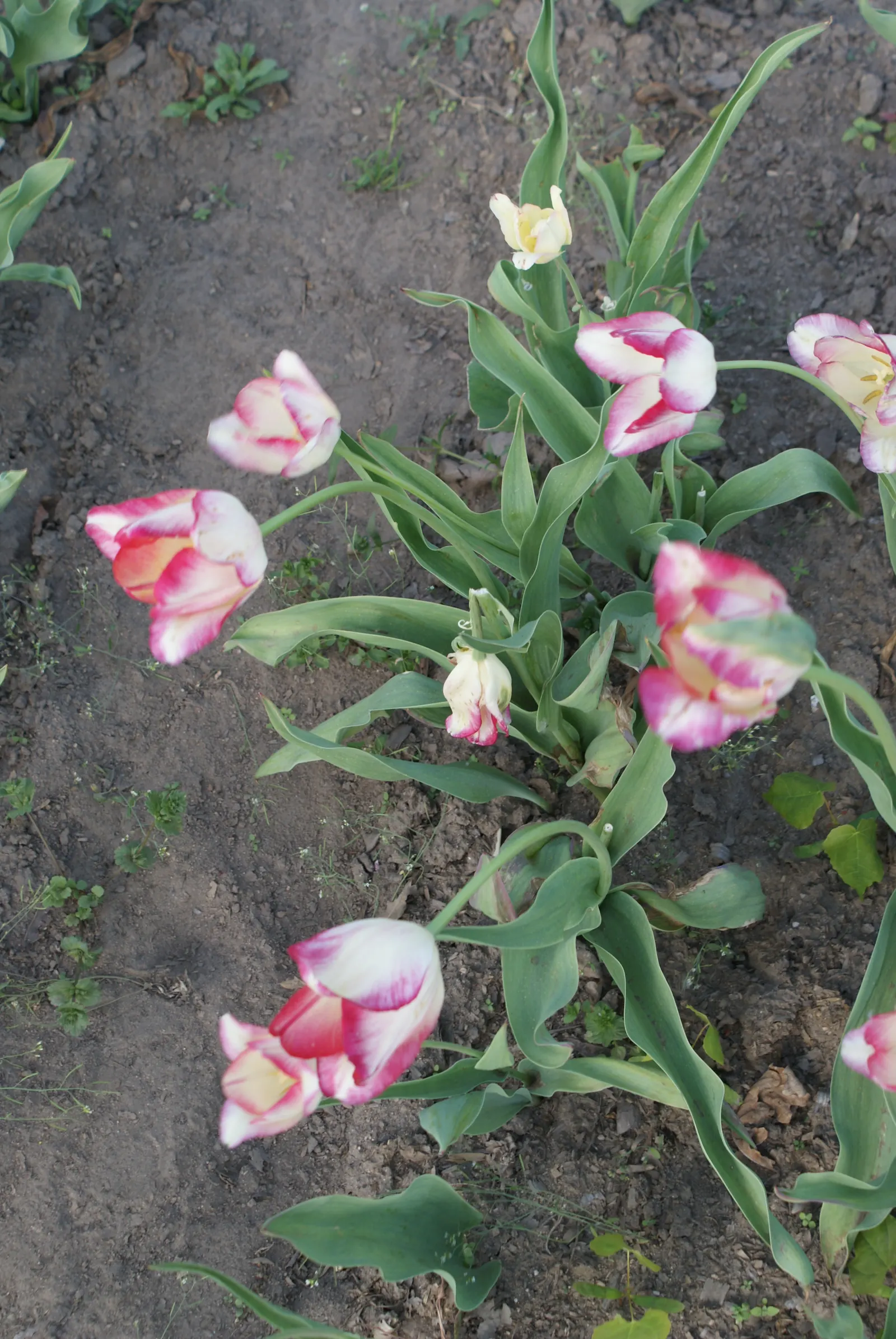 Botanical Tulip (Tulipa Turkestanica) — bulb with white and yellow blooms