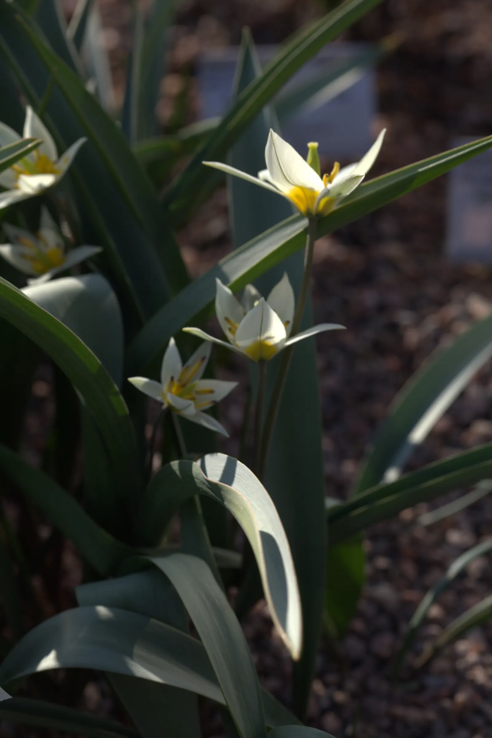 Botanical Tulip (Tulipa Turkestanica) — bringing a profusion of delicate blooms year after year; it boasts 1-12 star-shaped, cream to white flowers, image 105