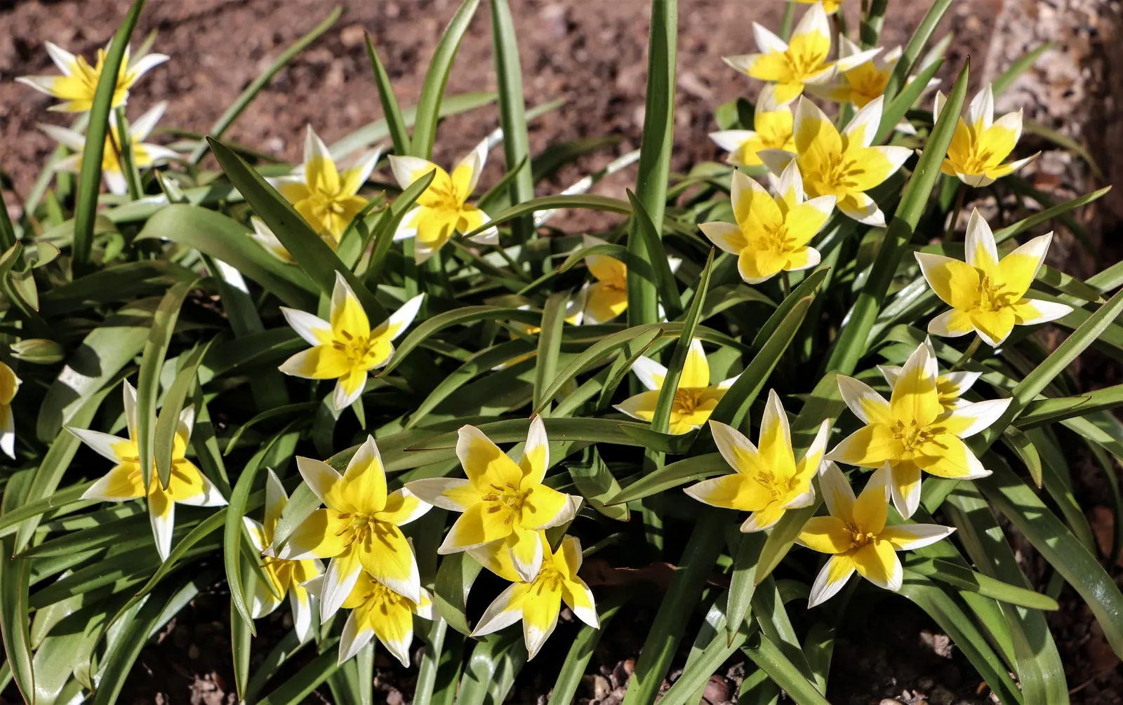 Botanical Tulip (Tulipa Turkestanica) — This diminutive species reaches a mere 4-10 inches in height; and is particularly suited to rock gardens