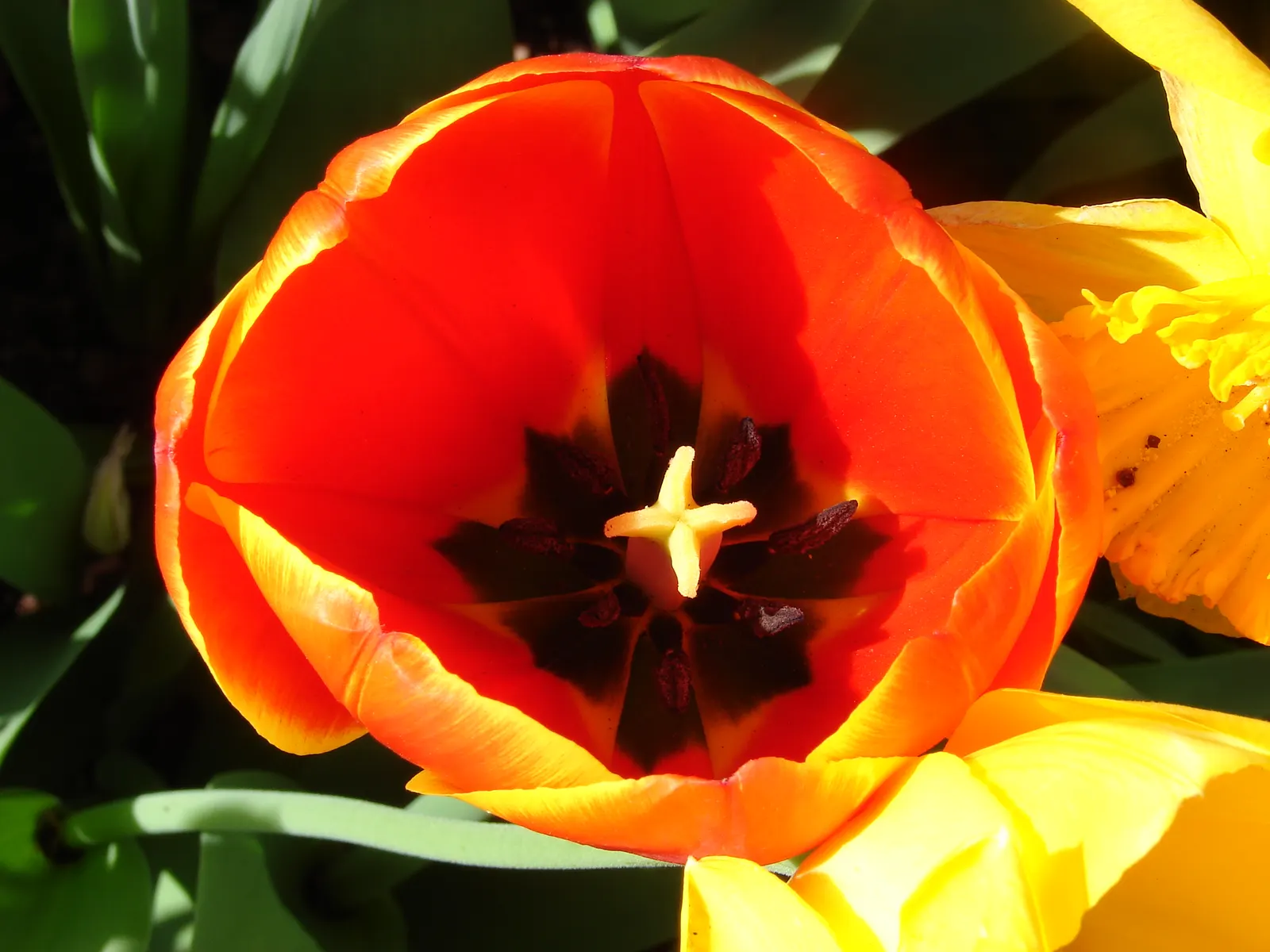 Botanical Tulip (Tulipa Turkestanica) — making it an excellent selection for areas where such pests are a concern; this diminutive species reaches, image 128