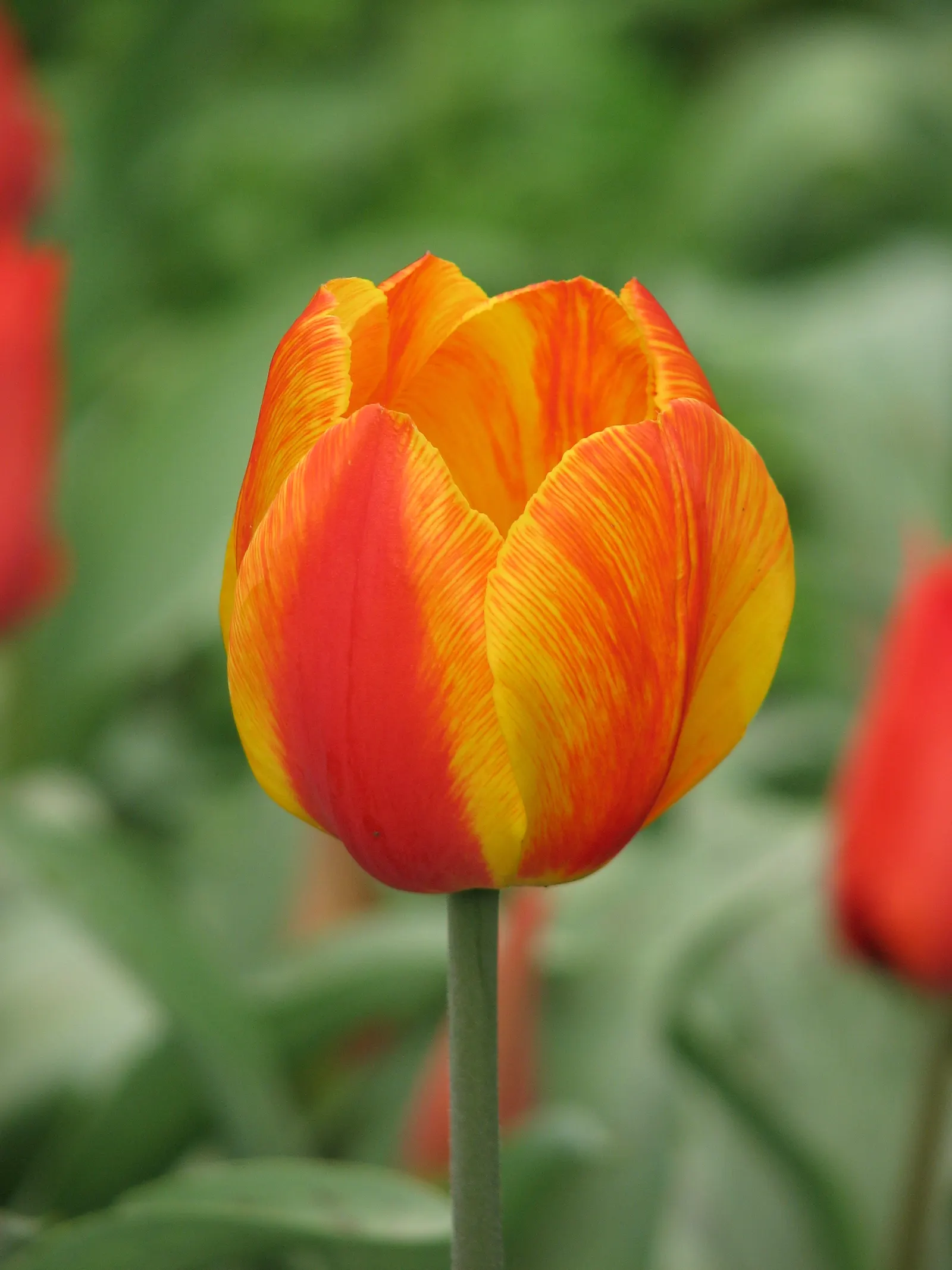 Botanical Tulip (Tulipa Turkestanica) — open wide under the sun\'s embrace; "Tulipa turkestanica" boasts multiple flowers per stem (up to 12), image 99