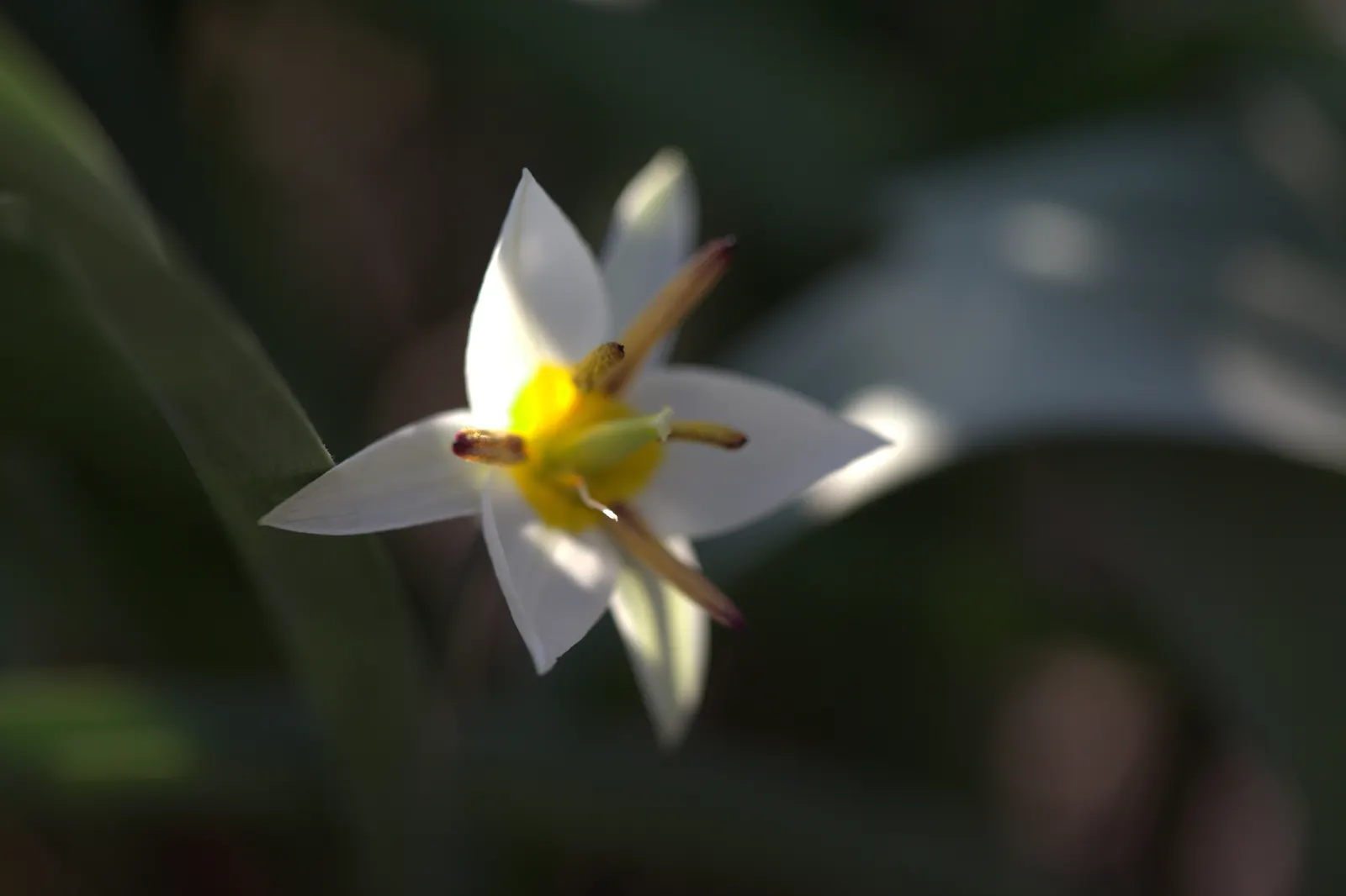 Botanical Tulip (Tulipa Turkestanica) — making it a low-maintenance option for busy gardeners, image 95