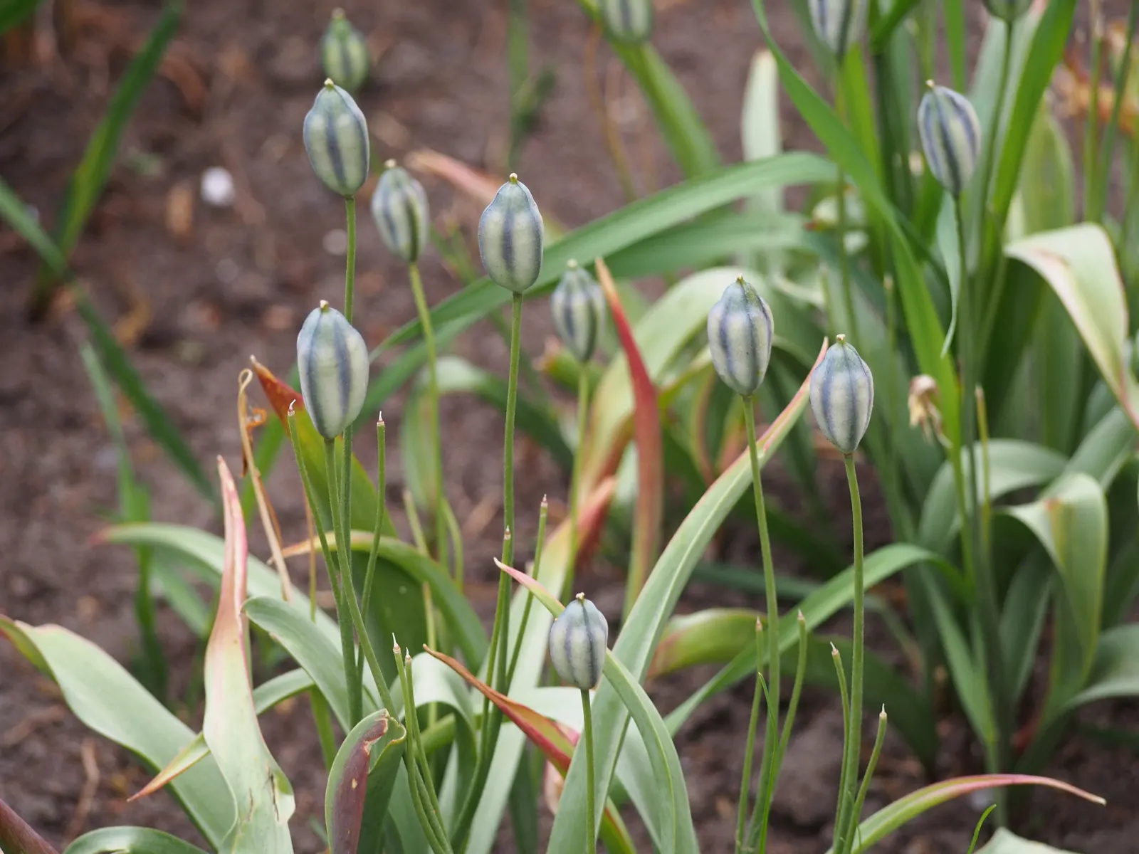 Botanical Tulip (Tulipa Turkestanica) — This diminutive species reaches a mere 4-10 inches in height