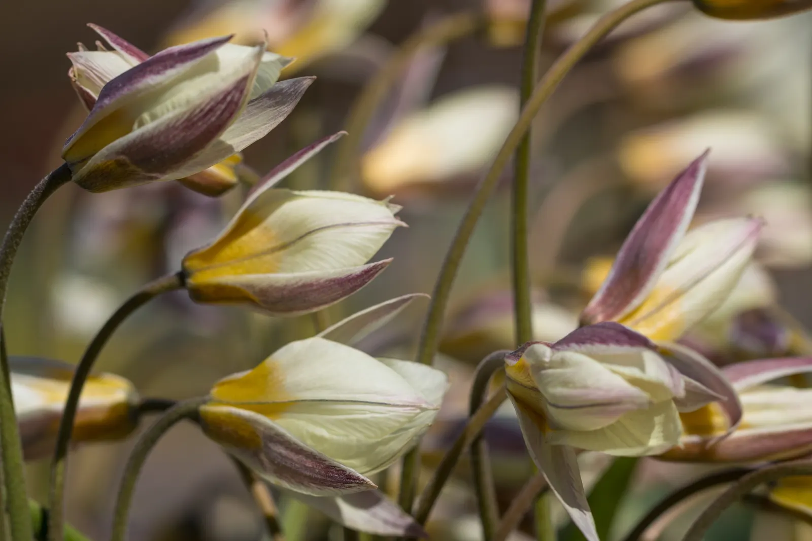 Botanical Tulip (Tulipa Turkestanica) — The Botanical Tulip is relatively deer and rodent-resistant; almost untamed look within their cultivated, image 73