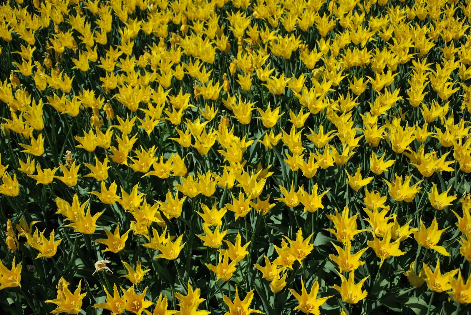Botanical Tulip (Tulipa Turkestanica) — making it a low-maintenance option for busy gardeners