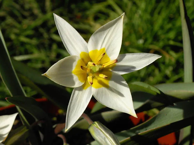 Botanical Tulip (Tulipa Turkestanica) — lending a touch of wild beauty to the cultivated garden landscape; bulb with white and yellow blooms, image 62