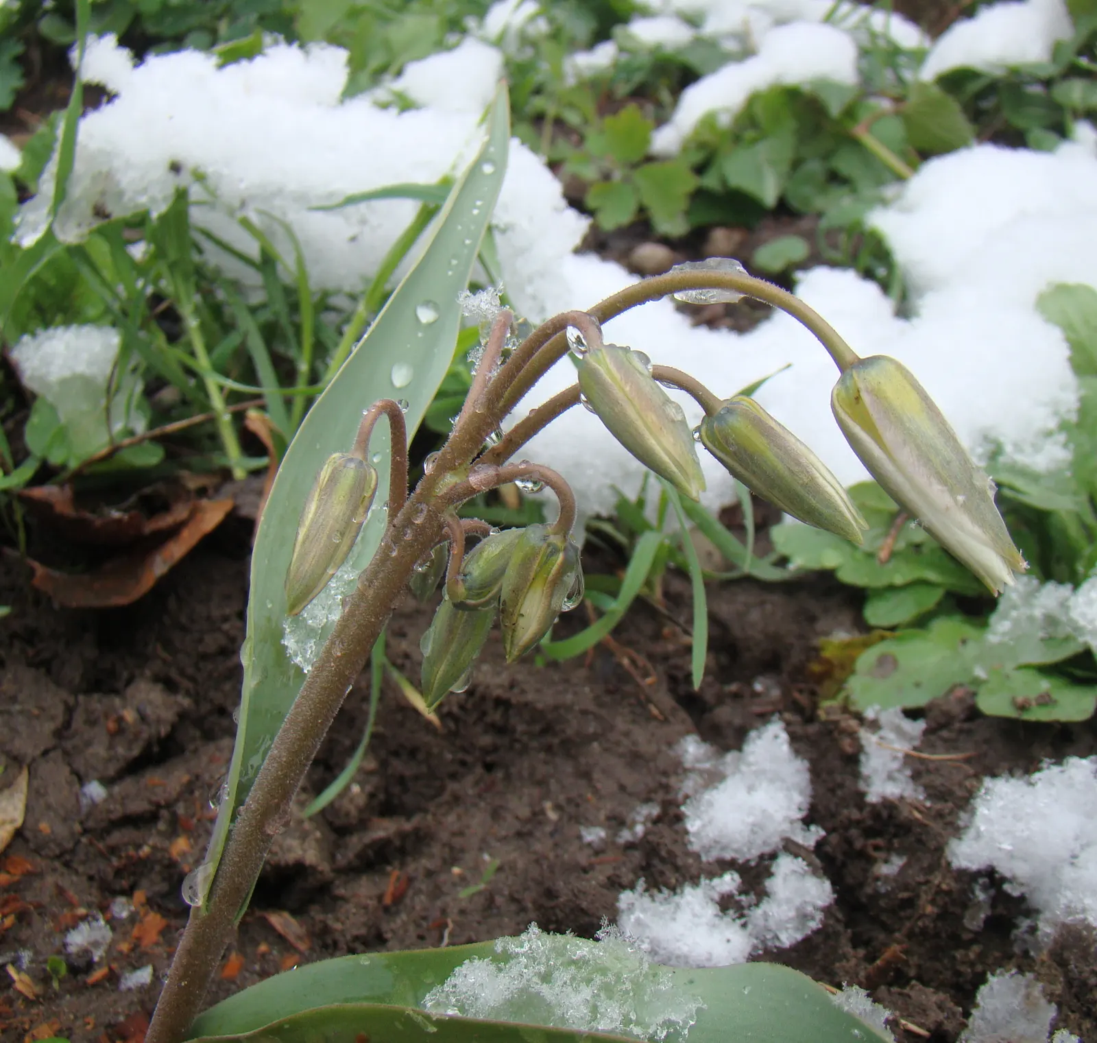 Botanical Tulip (Tulipa Turkestanica) — bulb with white and yellow blooms; adorned with a yellow base, image 188