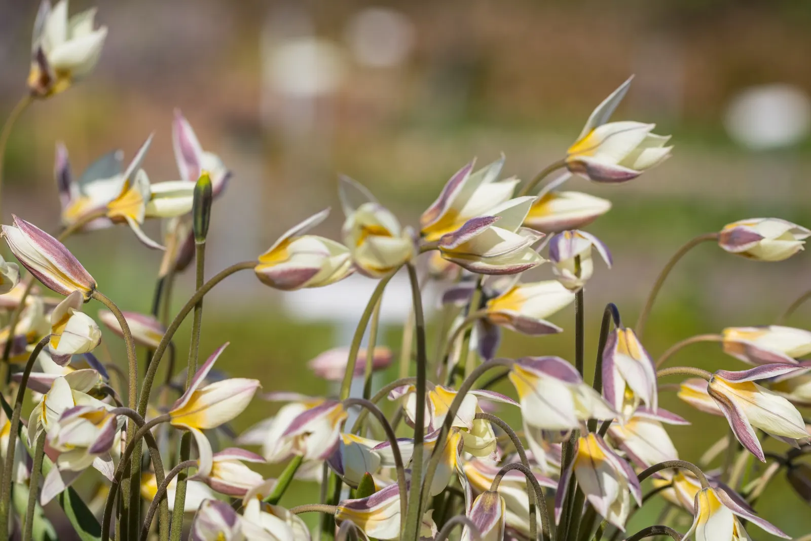 Botanical Tulip (Tulipa Turkestanica) — as it tends to self-seed and multiply, image 50