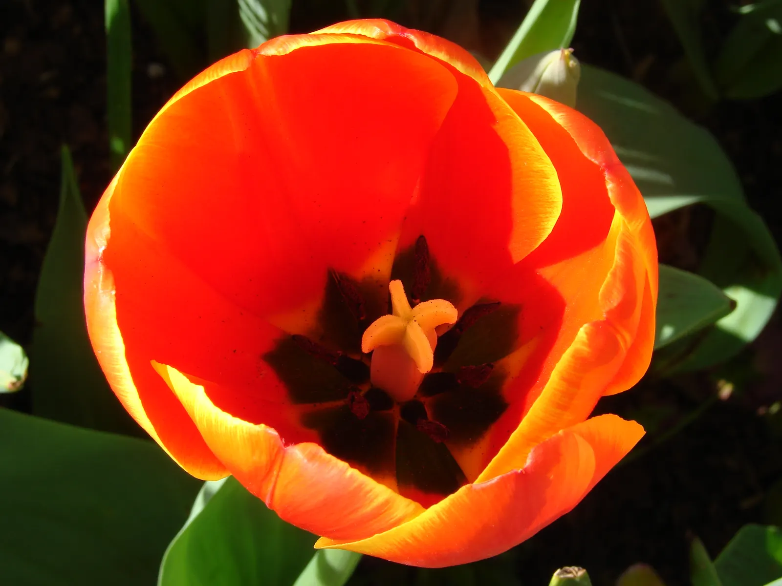 Botanical Tulip (Tulipa Turkestanica) — It\'s also an ideal choice for individuals seeking a natural; this charming species tulip is known for its, image 156