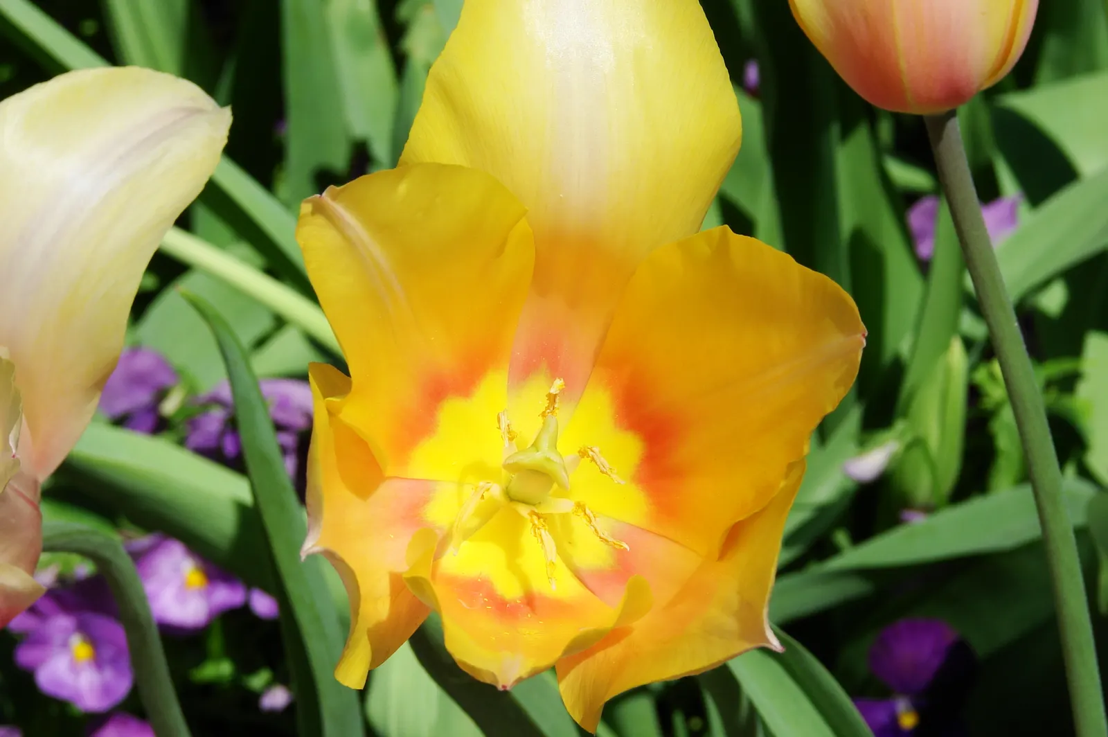 Botanical Tulip (Tulipa Turkestanica) — This charming species tulip is known for its understated elegance and resilience; a low-maintenance, image 171