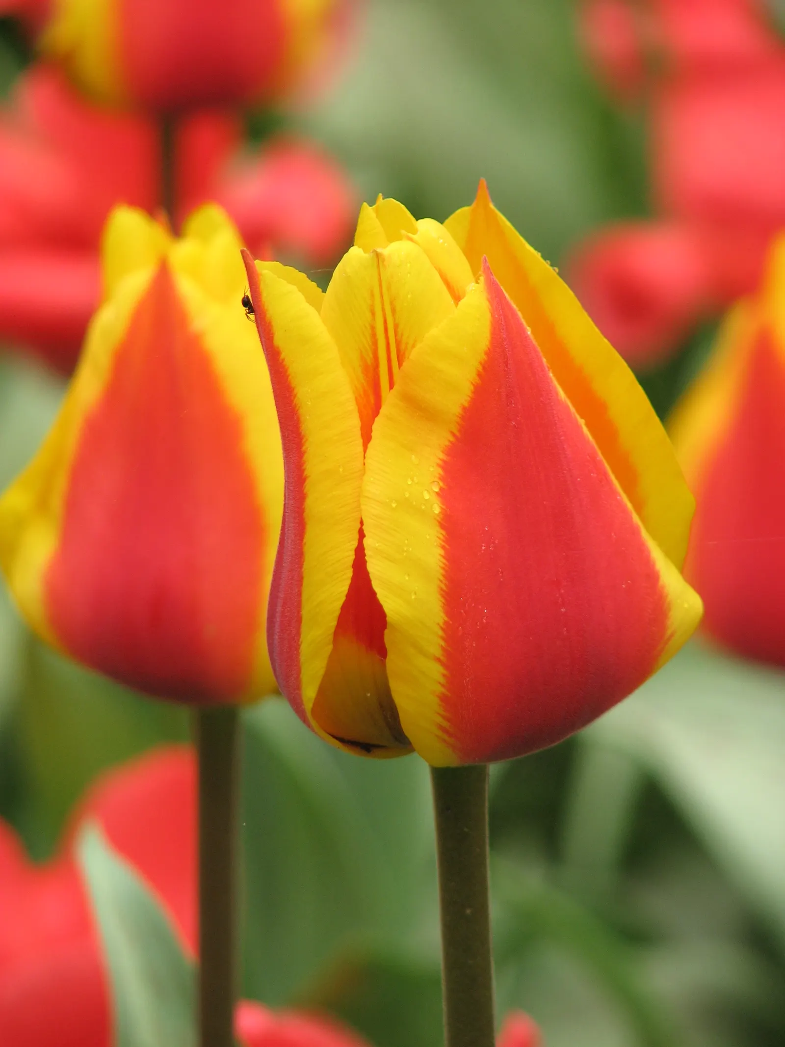 Botanical Tulip (Tulipa Turkestanica) — bulb for full or half; bringing a profusion of delicate blooms year after year, image 81