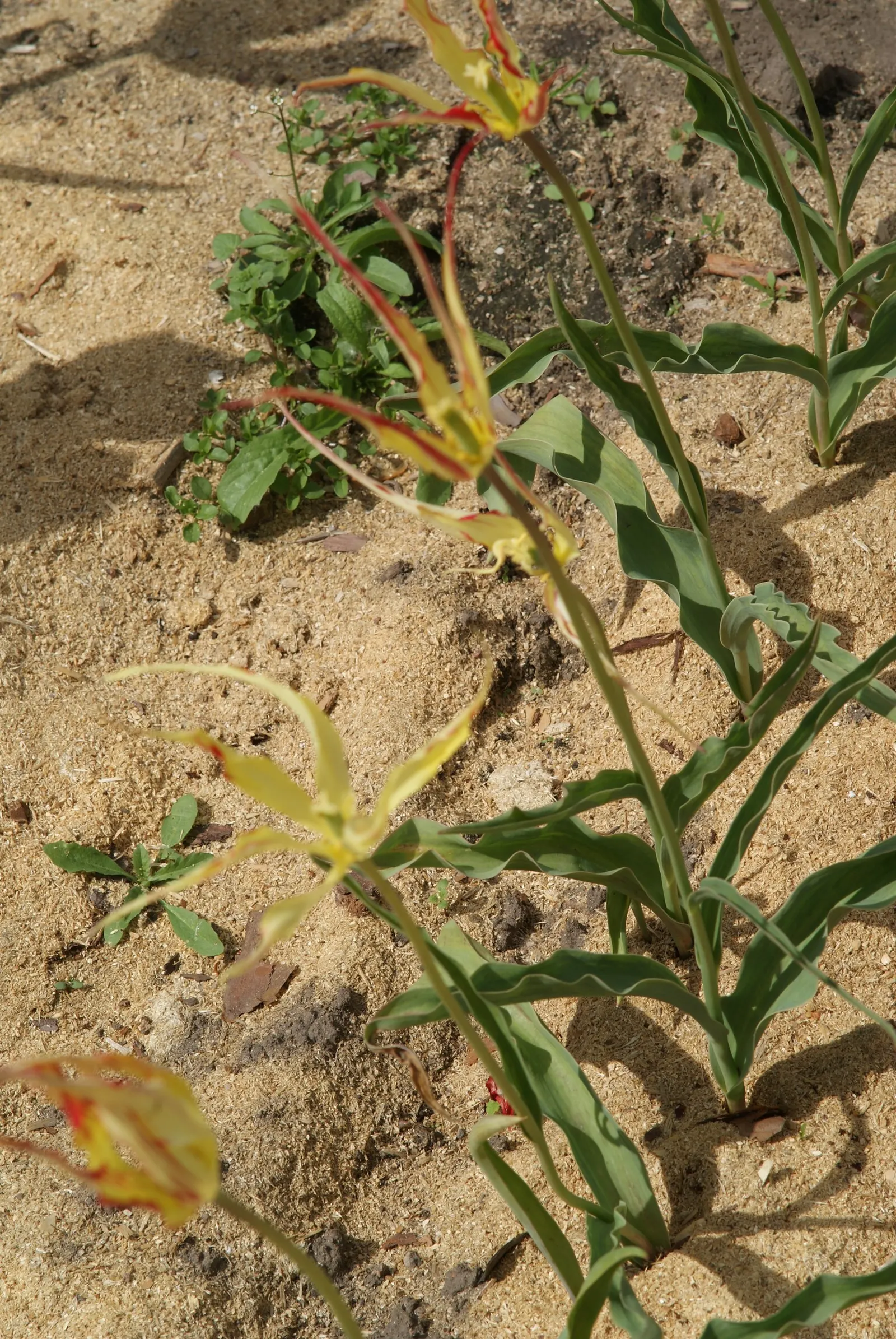 Botanical Tulip (Tulipa Turkestanica) — thriving in USDA hardiness zones 3-8; this diminutive tulip requires a well-drained soil medium that mimics its native