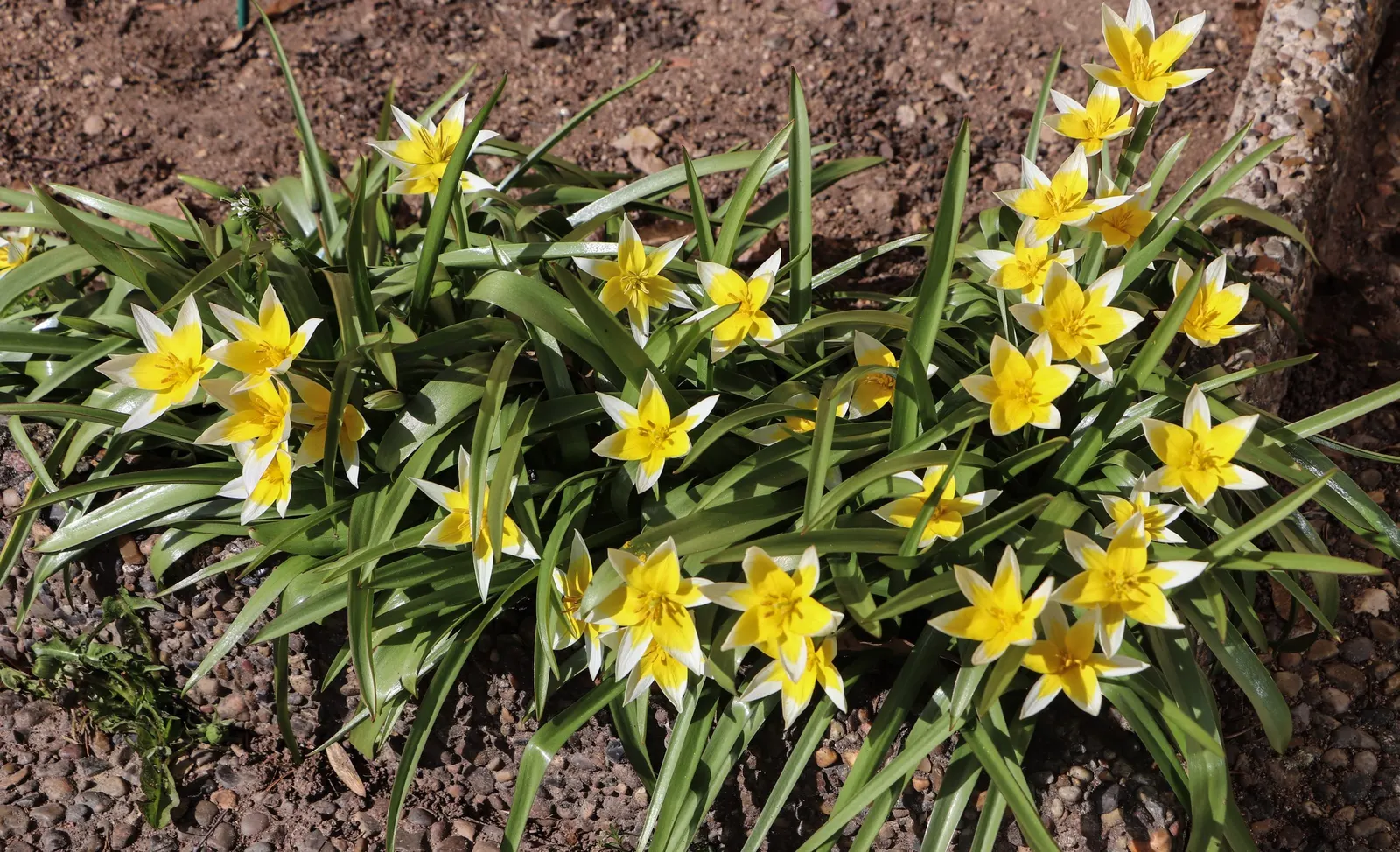 Botanical Tulip (Tulipa Turkestanica) — It\'s also an ideal choice for individuals seeking a natural; this charming species tulip is known for its, image 75