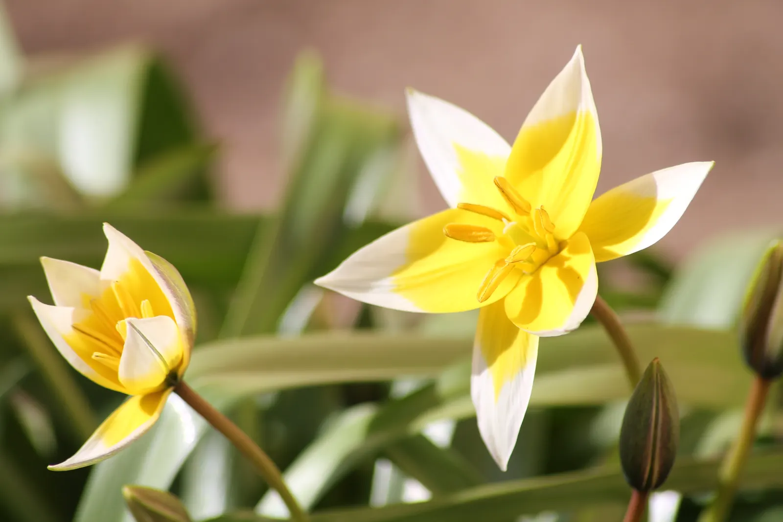 Botanical Tulip (Tulipa Turkestanica) — bulb with white and yellow blooms; adorned with a yellow base, image 80