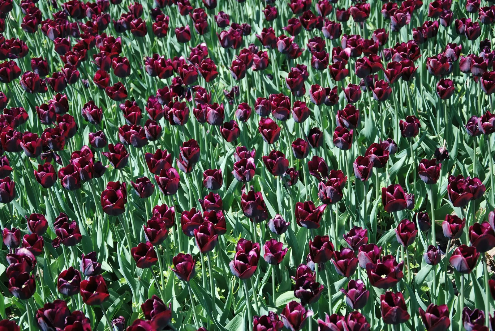 Botanical Tulip (Tulipa Turkestanica) — adorned with a yellow base; lending a touch of wild beauty to the cultivated garden landscape