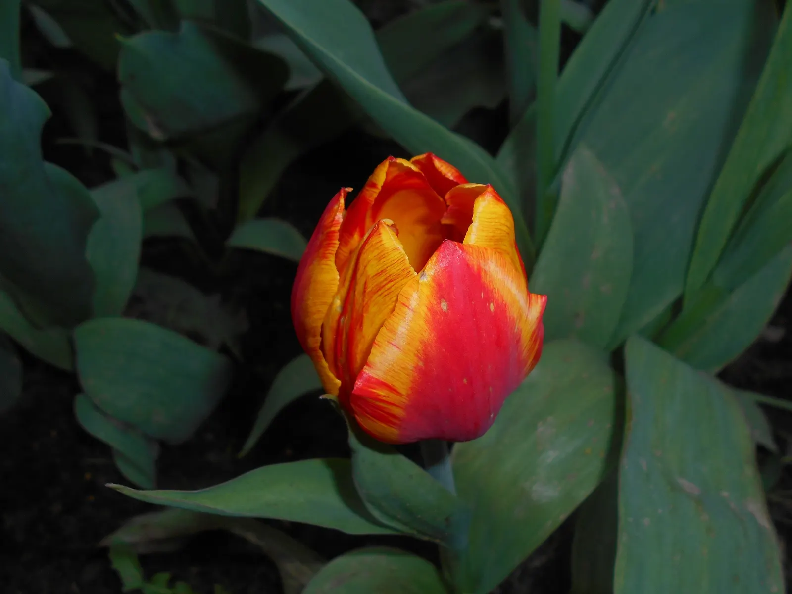 Botanical Tulip (Tulipa Turkestanica) — and is particularly suited to rock gardens; making it an excellent selection for areas where such pests are, image 65