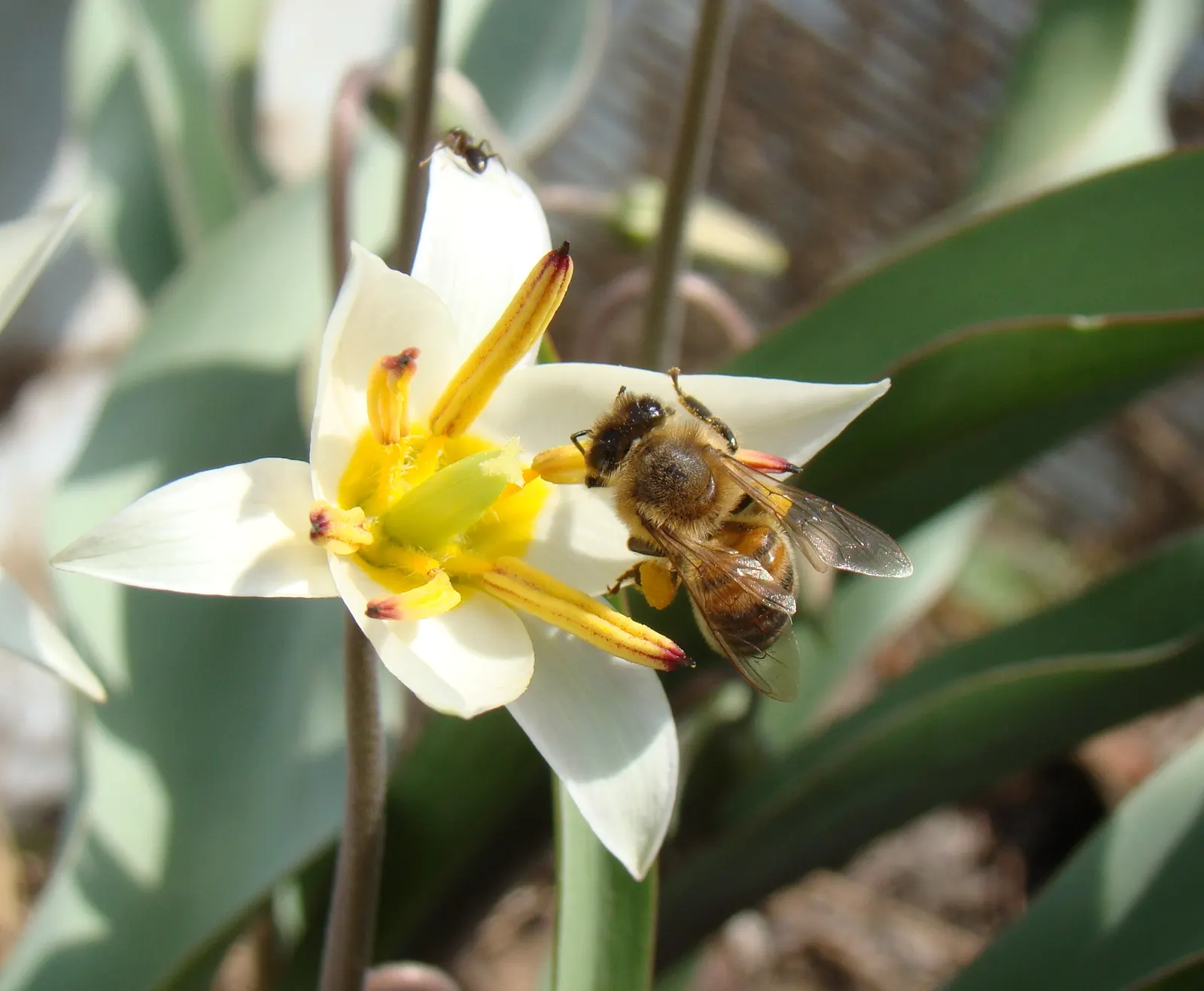 Botanical Tulip (Tulipa Turkestanica) — bulb with white and yellow blooms; adorned with a yellow base, image 107
