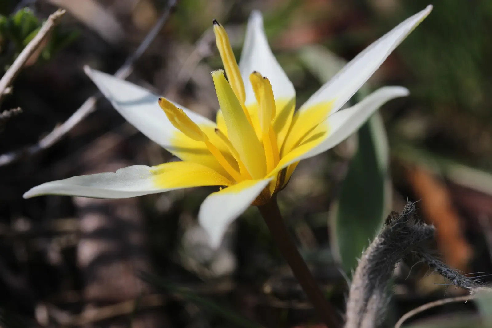 Botanical Tulip (Tulipa Turkestanica) — "Tulipa turkestanica" boasts multiple flowers per stem (up to 12); it\'s also an ideal choice for, image 123