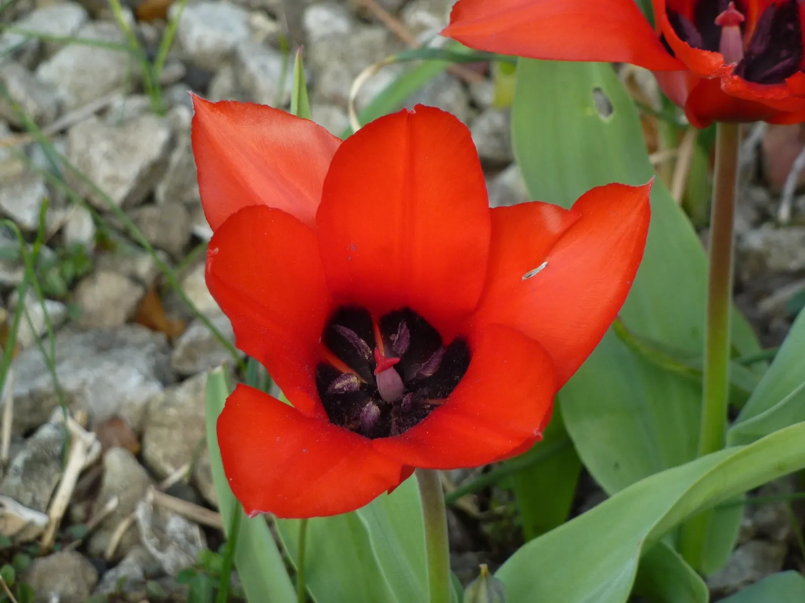 Botanical Tulip (Tulipa Turkestanica) — Tulipa turkestanica, or Botanical Tulip, is a delightful spring perennial, thriving in USDA zones 3-8, image 163