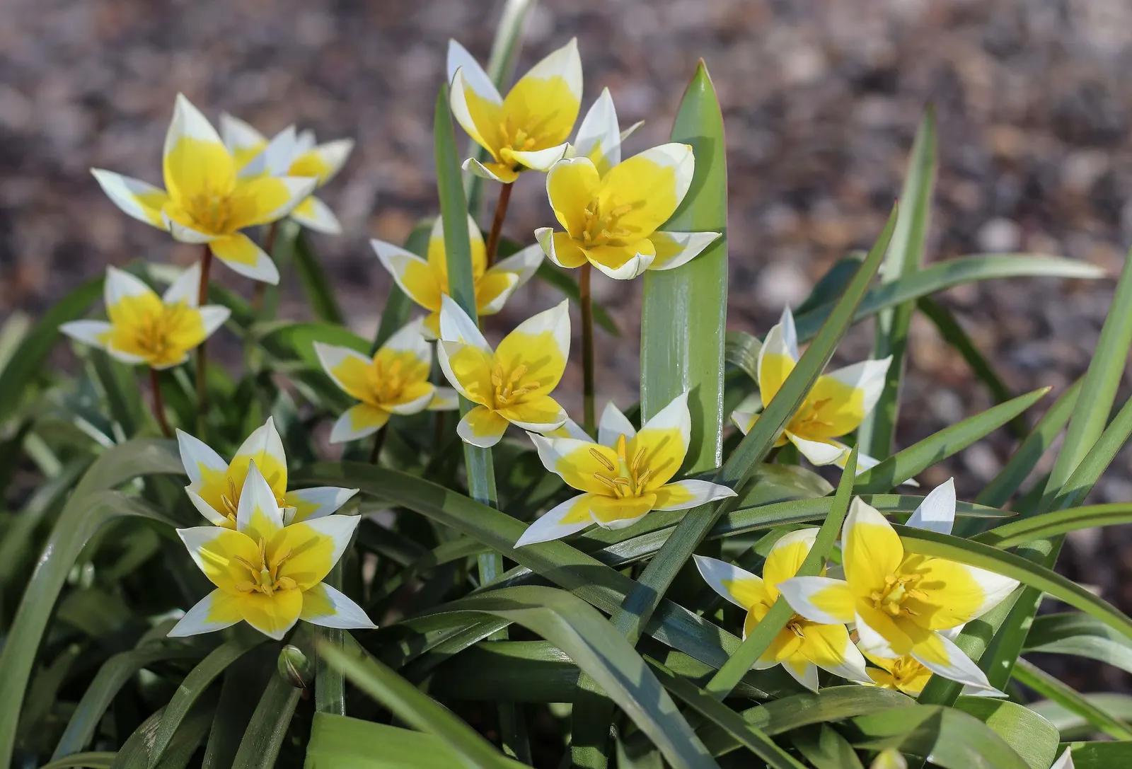 Botanical Tulip (Tulipa Turkestanica) — bulb for full or half; bringing a profusion of delicate blooms year after year, image 108
