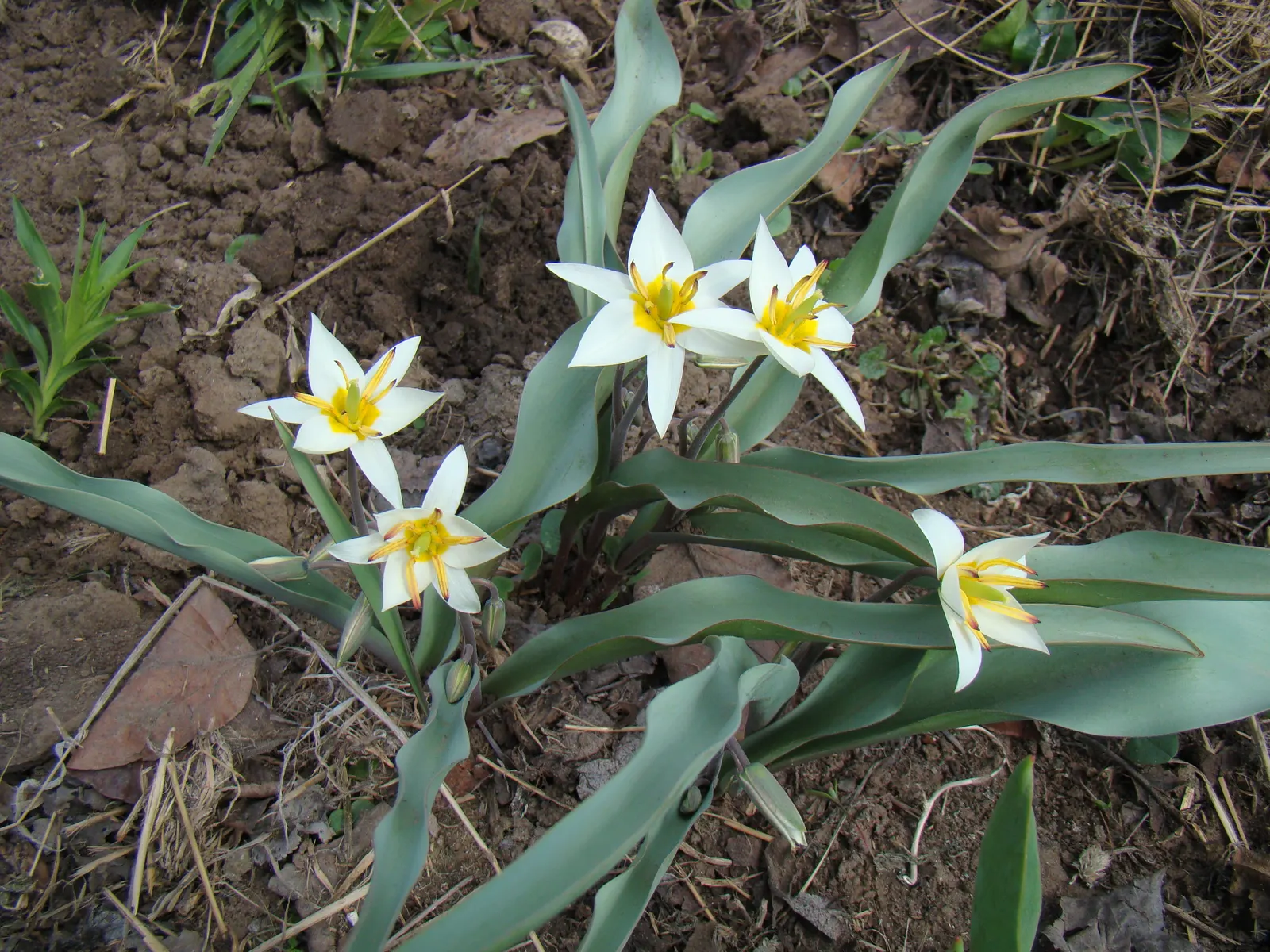 Botanical Tulip (Tulipa Turkestanica) — Ideal for rock gardens and front-of-border placement, offering a naturalized look, image 167