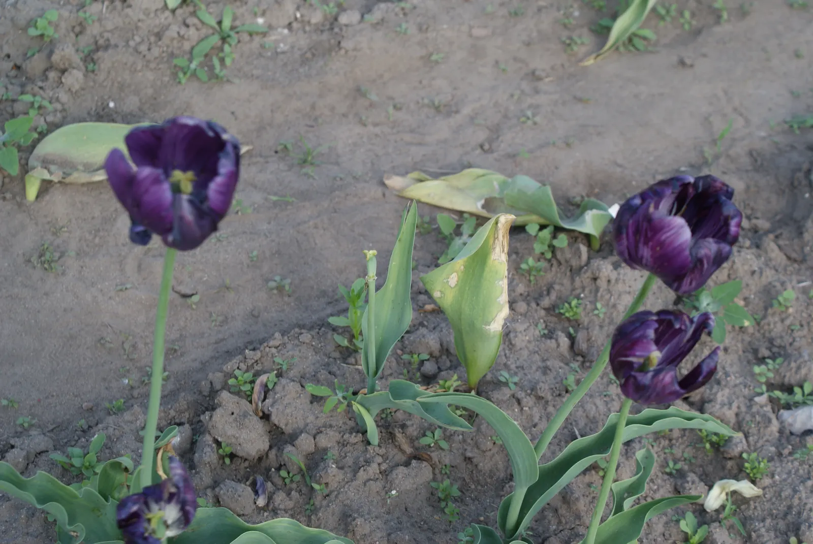 Botanical Tulip (Tulipa Turkestanica) — This charming species tulip is known for its understated elegance and resilience; a low-maintenance, image 90