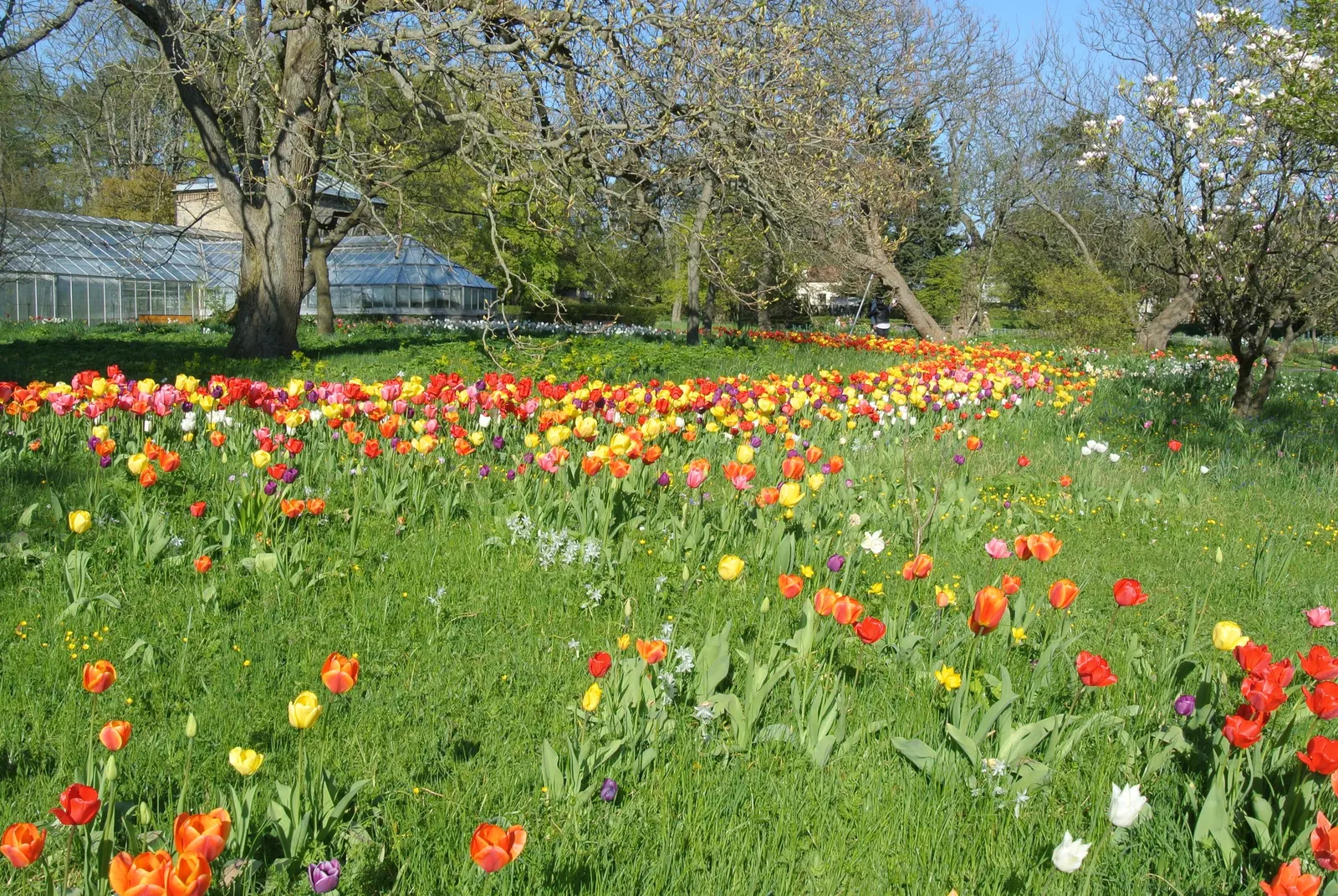 Botanical Tulip (Tulipa Turkestanica) — making it an excellent selection for areas where such pests are a concern; this diminutive species reaches, image 101