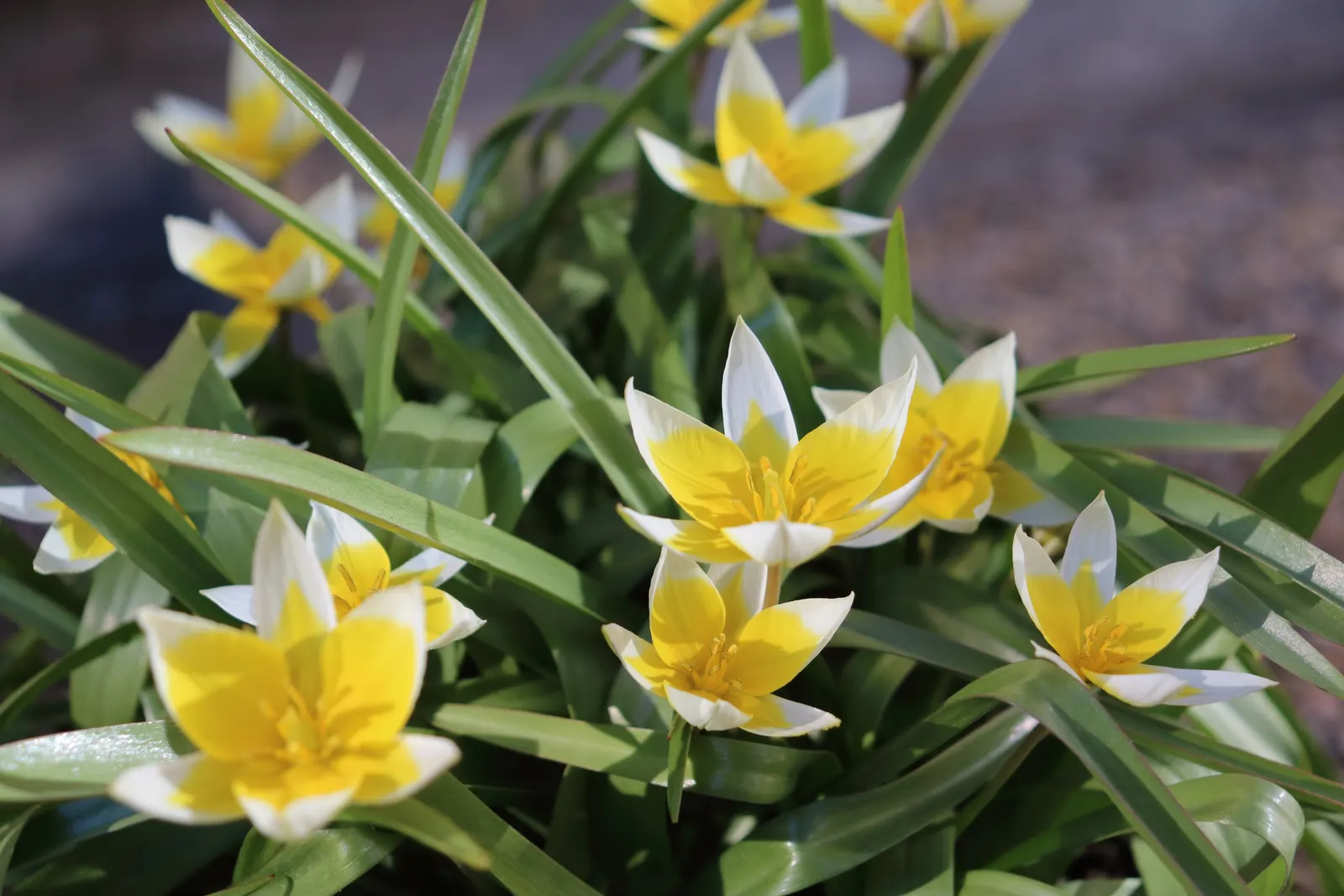 Botanical Tulip (Tulipa Turkestanica) — It\'s also an ideal choice for individuals seeking a natural; this charming species tulip is known for its understated