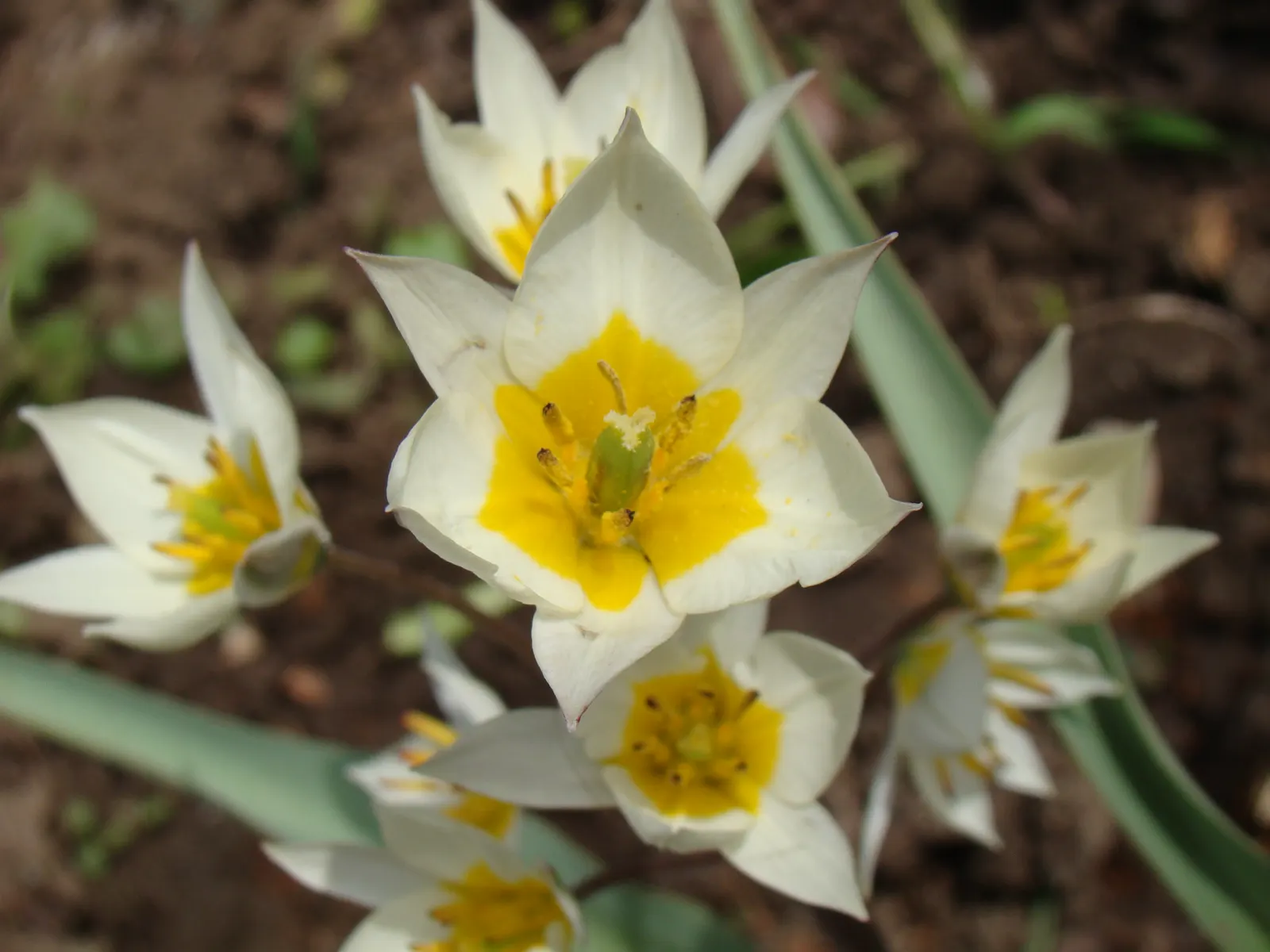 Botanical Tulip (Tulipa Turkestanica) — thriving in USDA hardiness zones 3-8; this diminutive tulip requires a well-drained soil medium that mimics, image 64