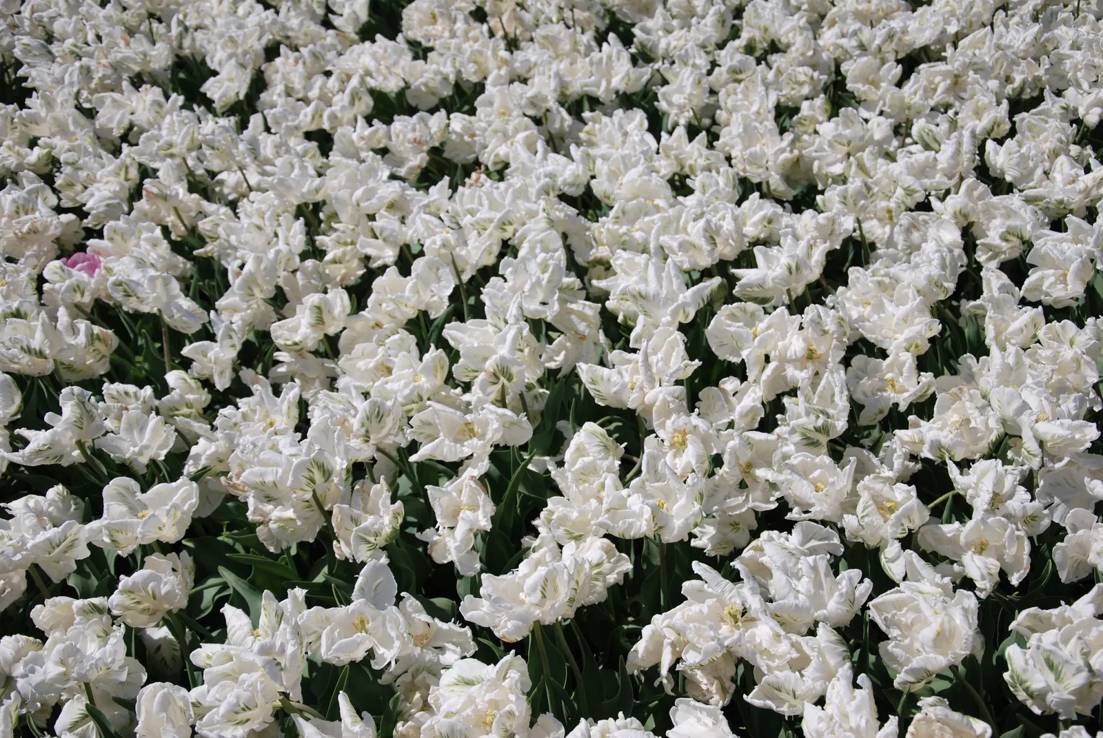 Botanical Tulip (Tulipa Turkestanica) — Tulipa turkestanica, or Botanical Tulip, is a delightful spring perennial, thriving in USDA zones 3-8