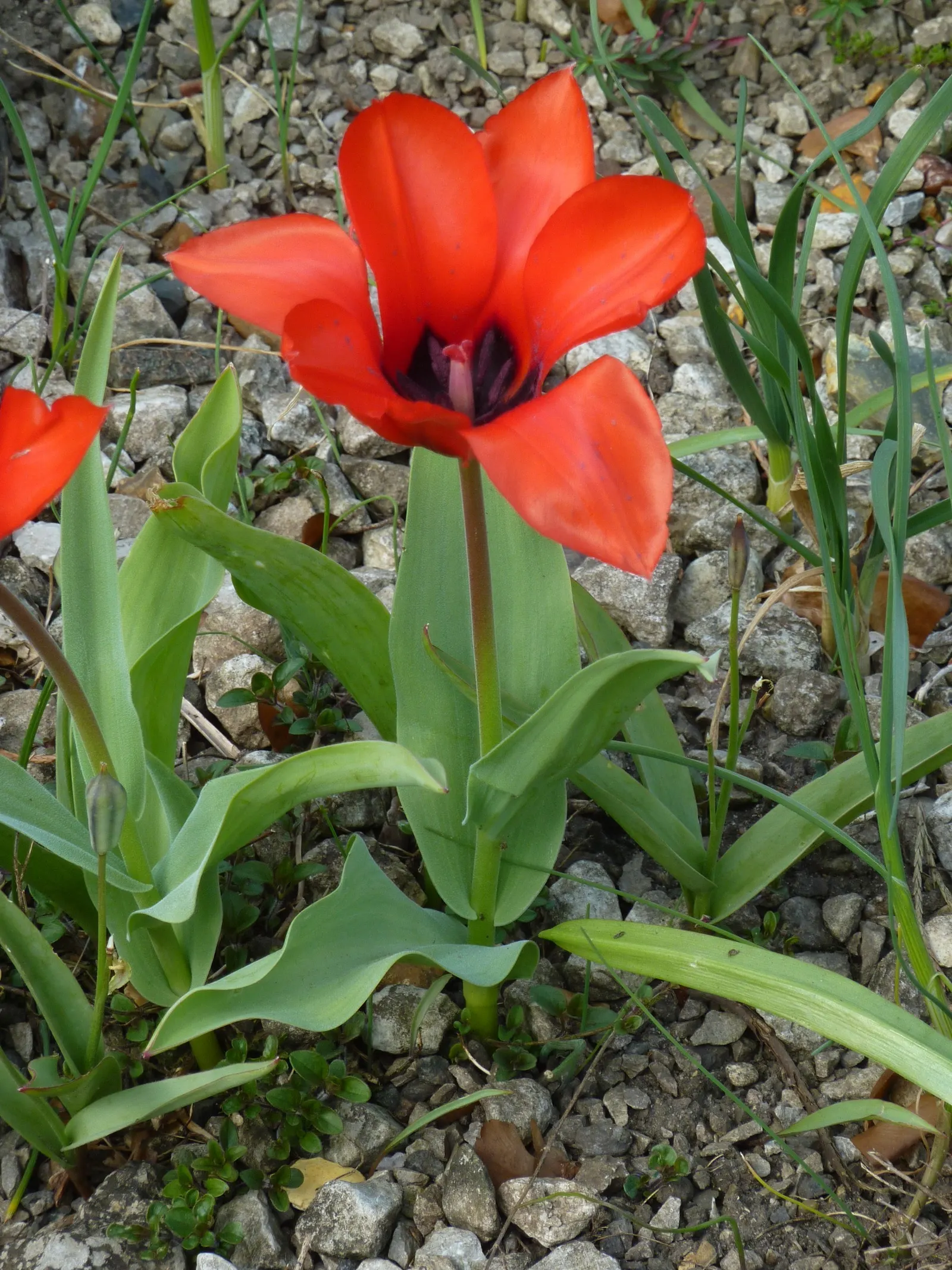 Botanical Tulip (Tulipa Turkestanica) — making it a low-maintenance option for busy gardeners, image 176
