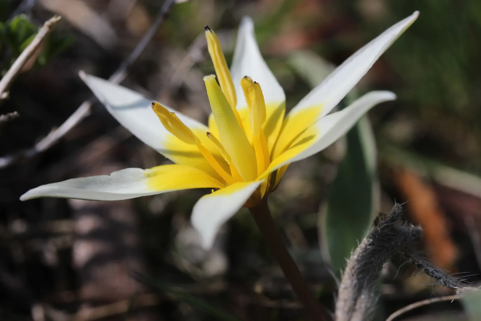 Botanical Tulip (Tulipa Turkestanica) — The Botanical Tulip is relatively deer and rodent-resistant; almost untamed look within their cultivated, image 154