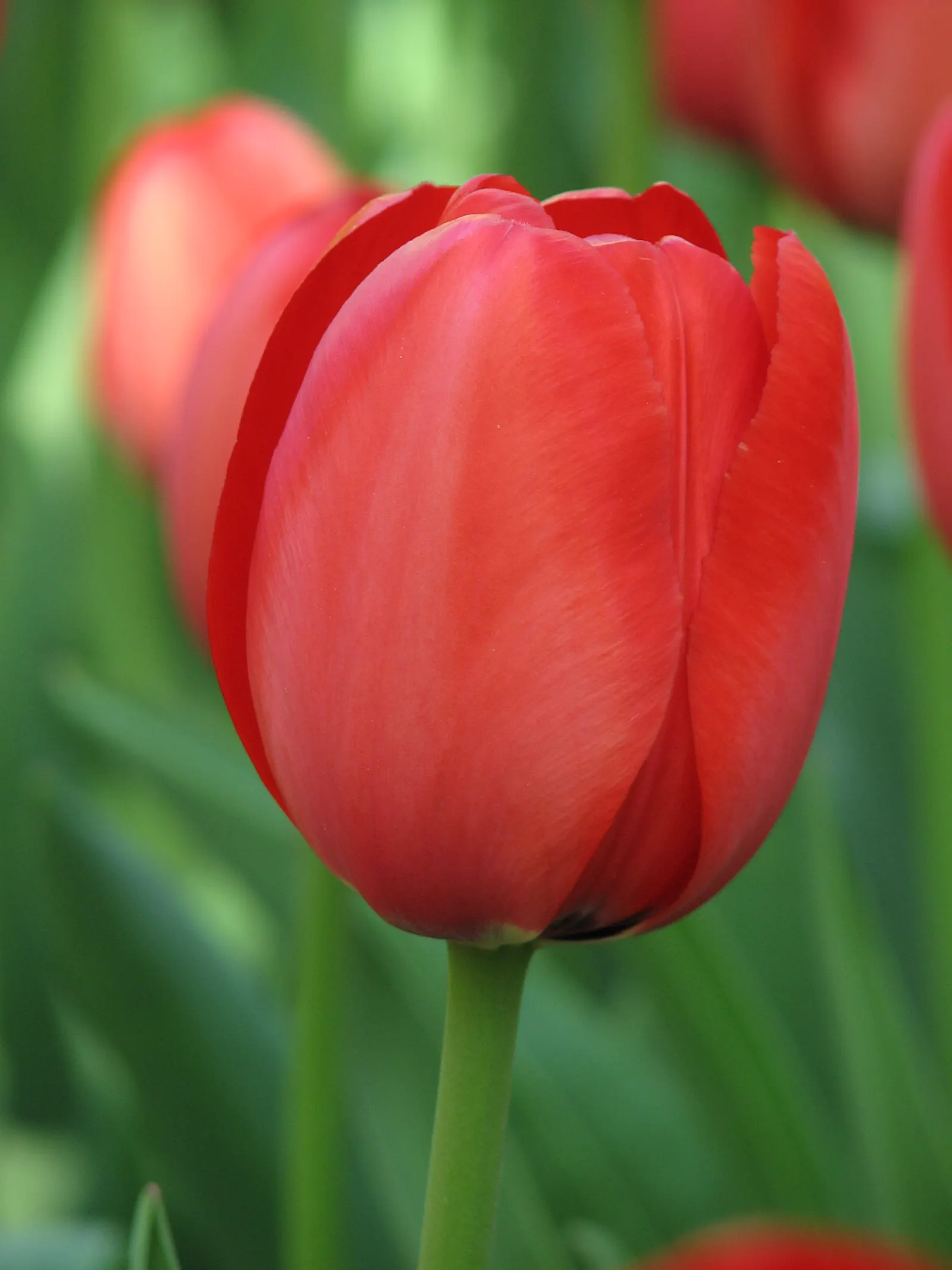 Botanical Tulip (Tulipa Turkestanica) — This charming species tulip is known for its understated elegance and resilience; a low-maintenance, image 117