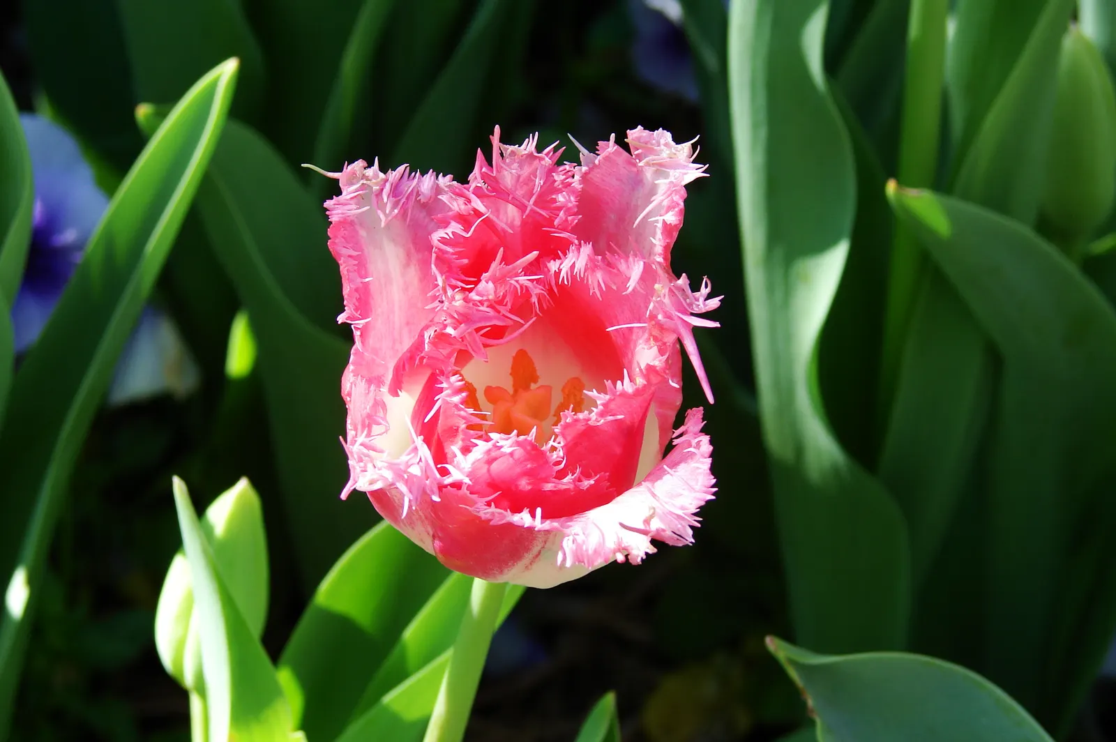 Botanical Tulip (Tulipa Turkestanica) — making it an excellent selection for areas where such pests are a concern; this diminutive species reaches, image 182