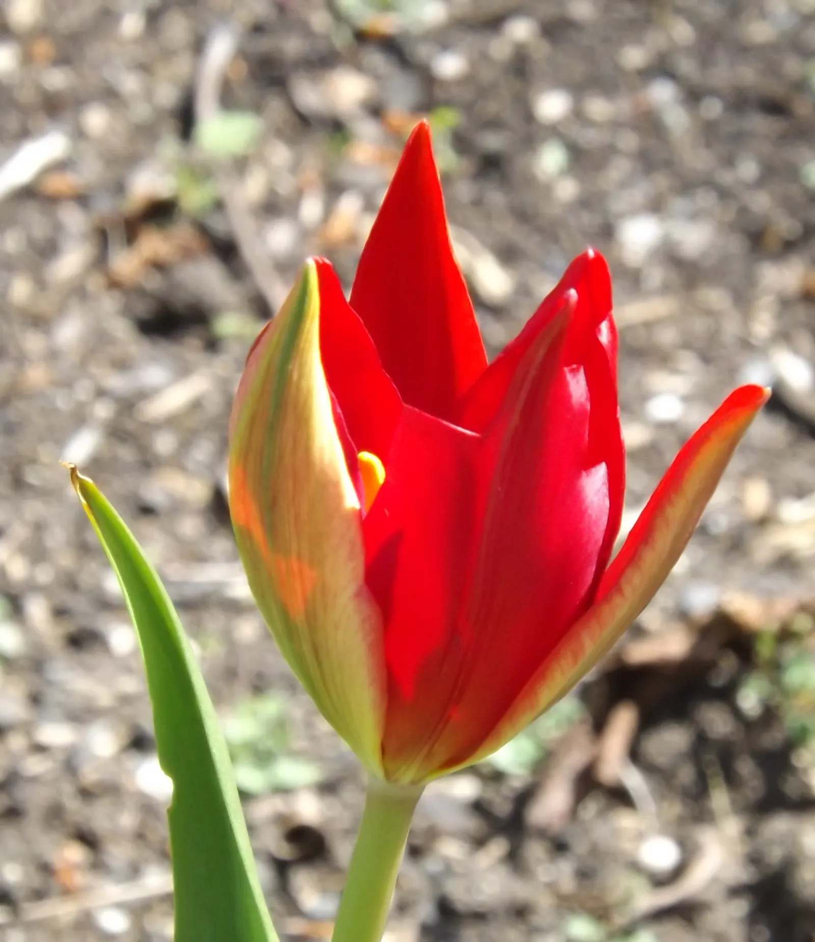 Botanical Tulip (Tulipa Turkestanica) — lending a touch of wild beauty to the cultivated garden landscape; bulb with white and yellow blooms, image 89