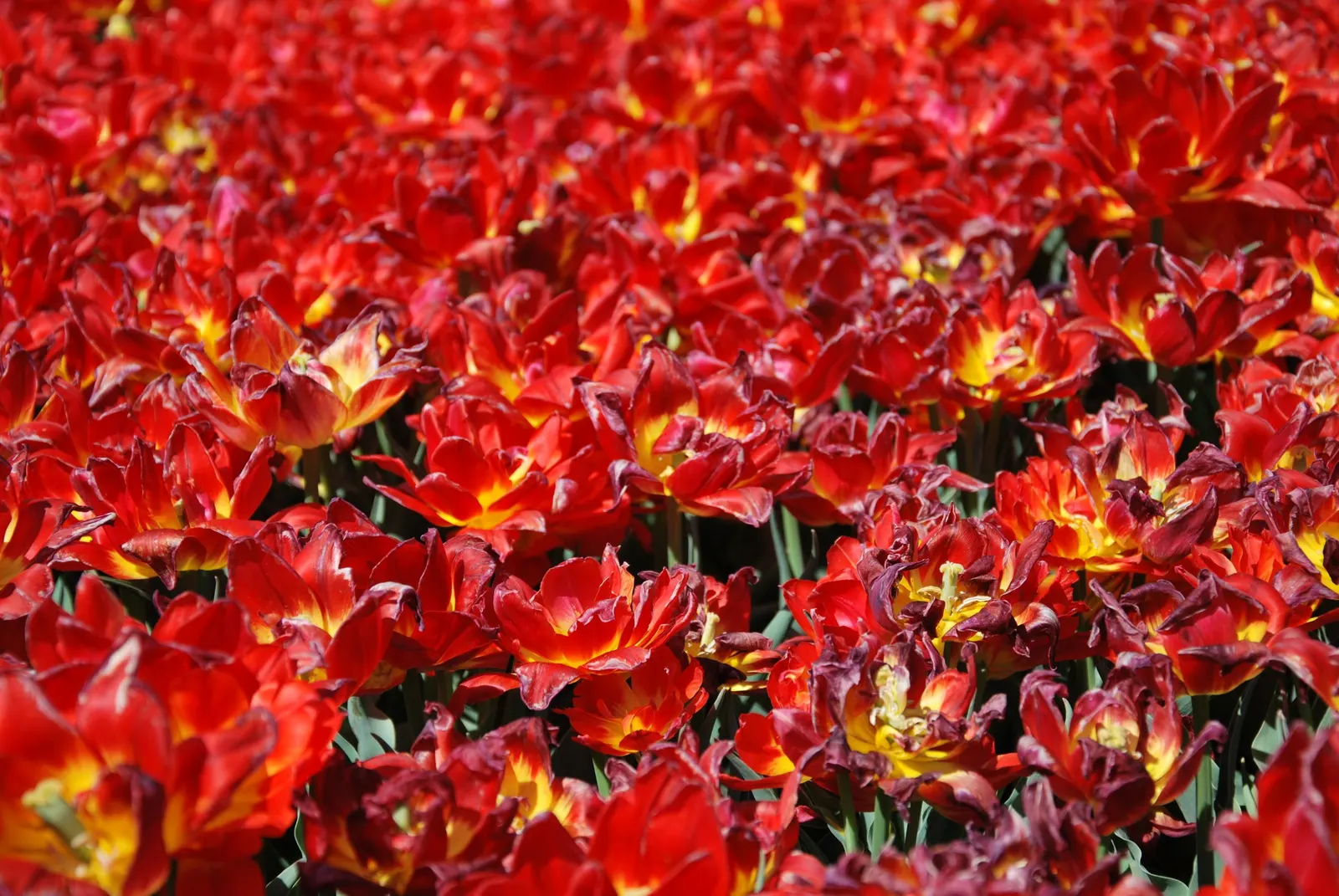 Botanical Tulip (Tulipa Turkestanica) — bulb with white and yellow blooms; adorned with a yellow base, image 161