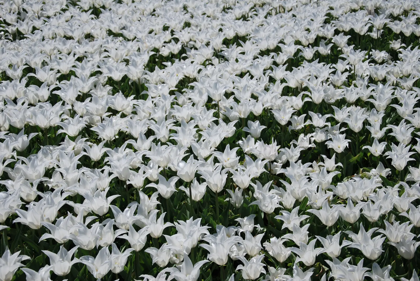 Botanical Tulip (Tulipa Turkestanica) — bulb for full or half; bringing a profusion of delicate blooms year after year