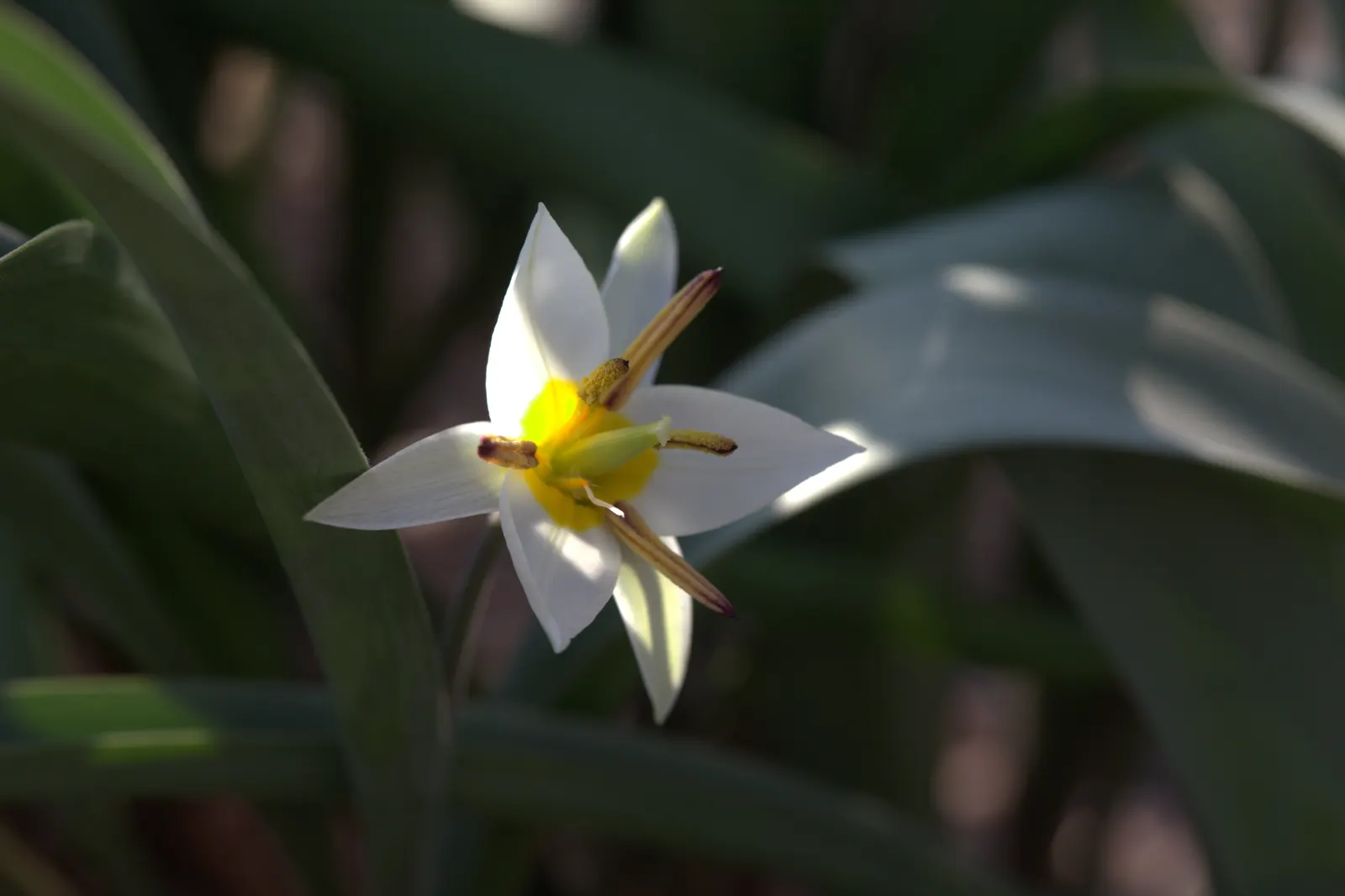 Botanical Tulip (Tulipa Turkestanica) — each flower measuring about 1.5-2 inches in diameter; tulipa turkestanica, or Botanical Tulip, is a, image 124