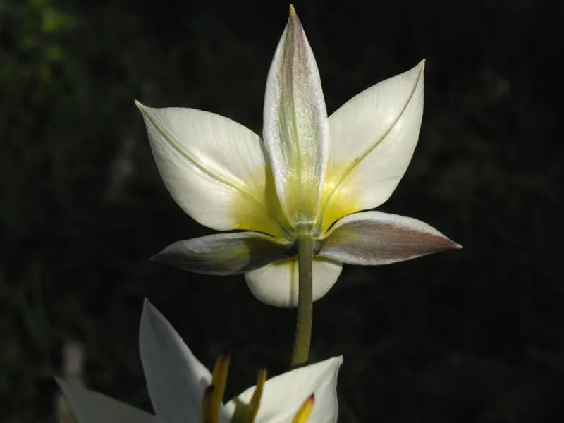 Botanical Tulip (Tulipa Turkestanica) — The Botanical Tulip is relatively deer and rodent-resistant