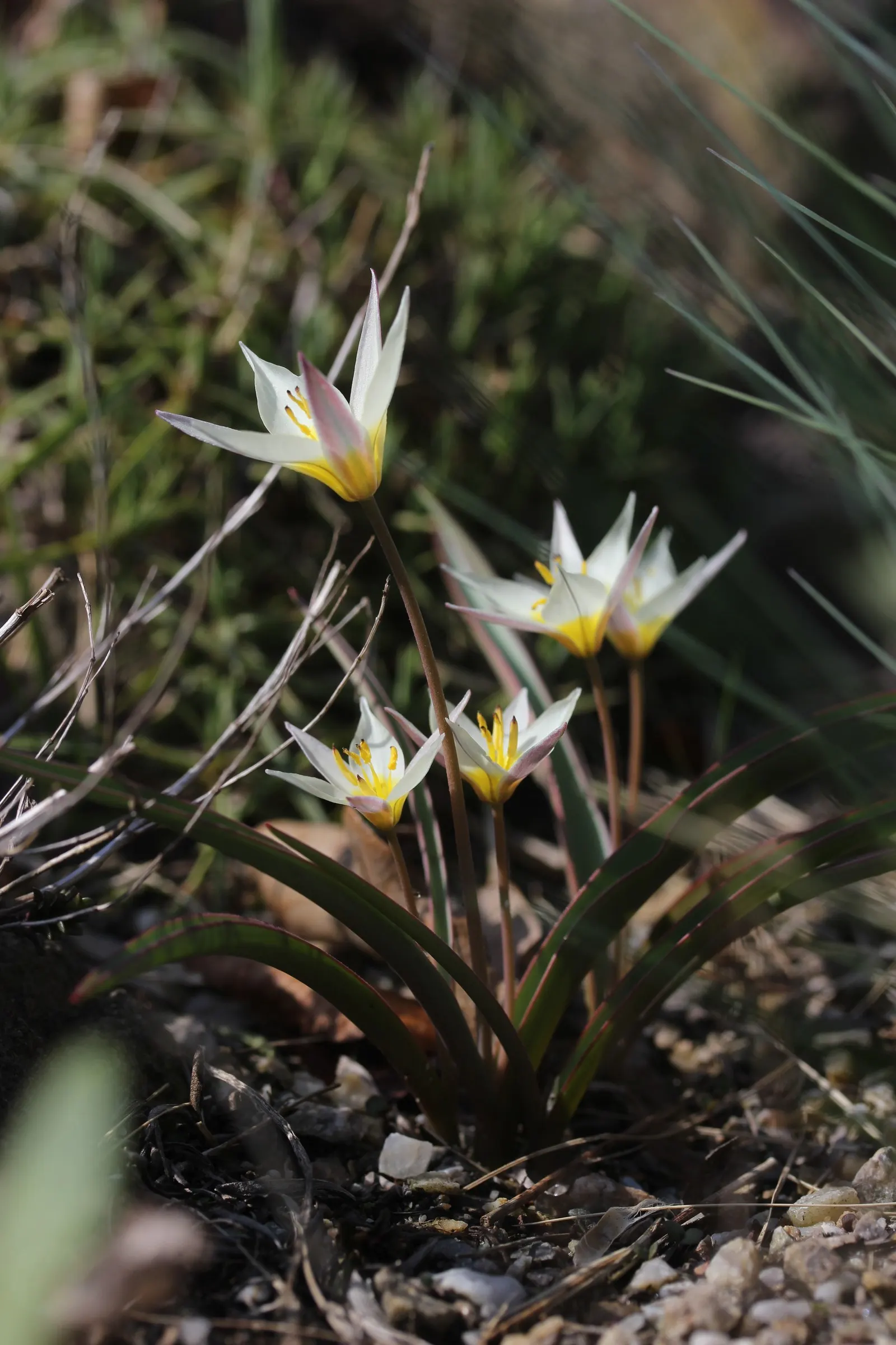 Botanical Tulip (Tulipa Turkestanica) — It boasts 1-12 star-shaped, cream to white flowers with a yellow center per stem; open wide under the, image 111