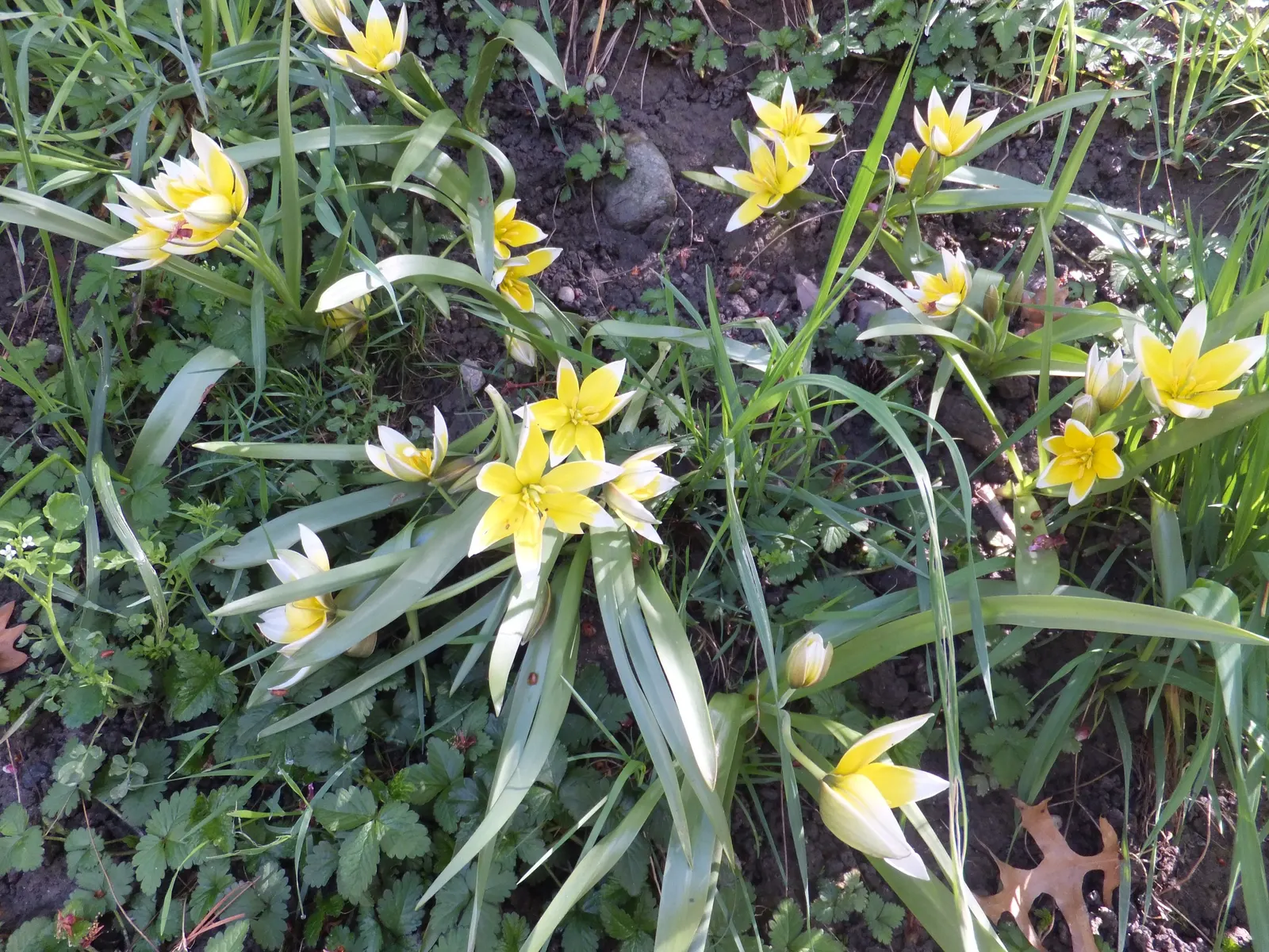 Botanical Tulip (Tulipa Turkestanica) — as it tends to self-seed and multiply, image 77