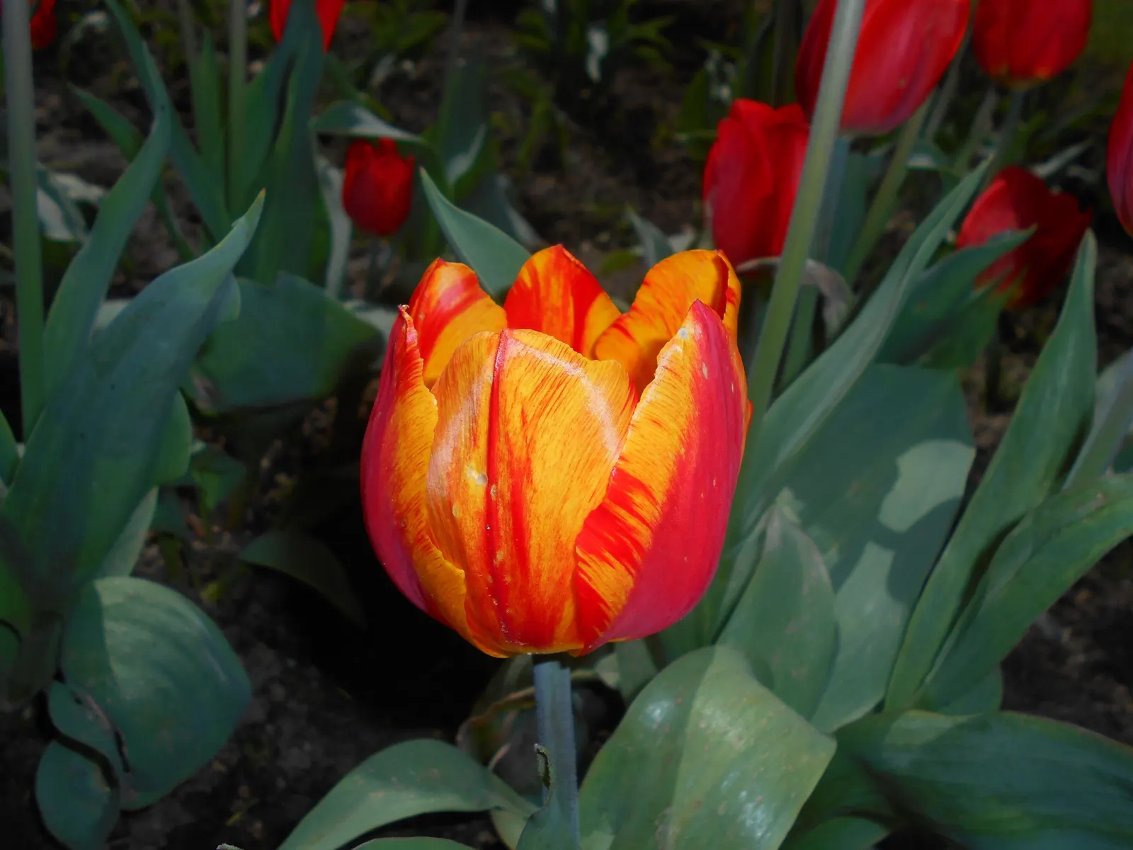 Botanical Tulip (Tulipa Turkestanica) — bringing a profusion of delicate blooms year after year; it boasts 1-12 star-shaped, cream to white flowers, image 78