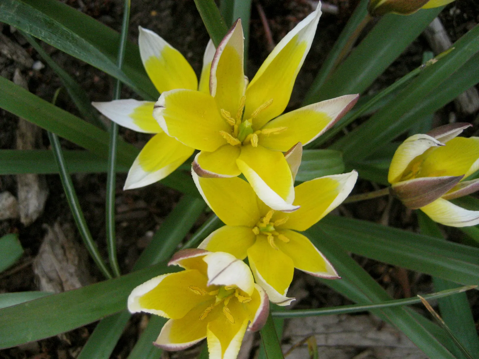 Botanical Tulip (Tulipa Turkestanica) — almost untamed look within their cultivated space; each flower measuring about 1.5-2 inches in diameter, image 157