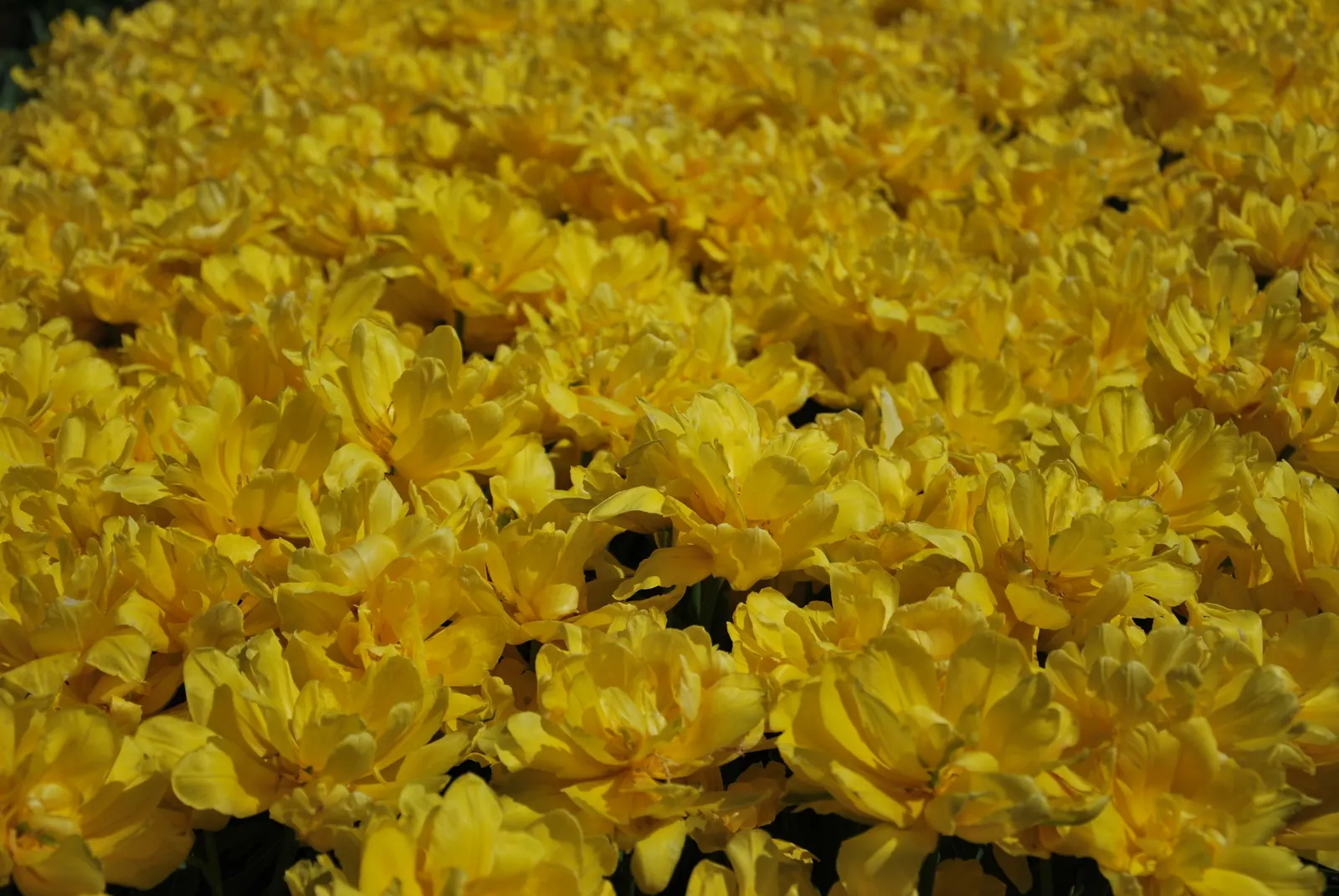 Botanical Tulip (Tulipa Turkestanica) — A low-maintenance, drought-tolerant early bloomer; and naturalized areas.<br><br>Growing to an approximate height of