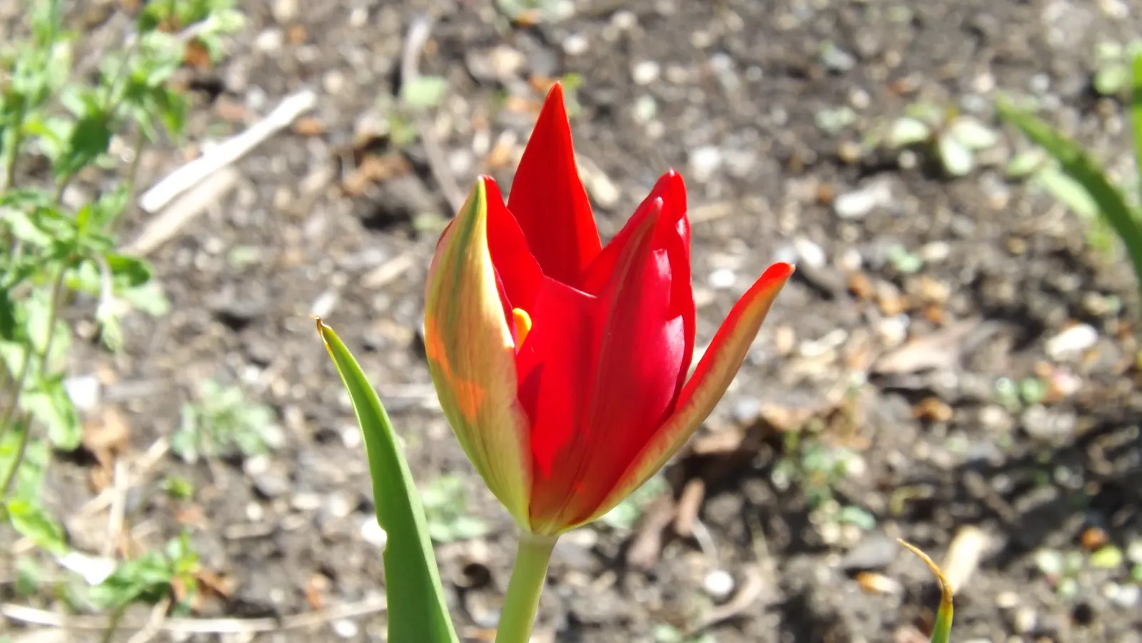 Botanical Tulip (Tulipa Turkestanica) — and is particularly suited to rock gardens; making it an excellent selection for areas where such pests are, image 119