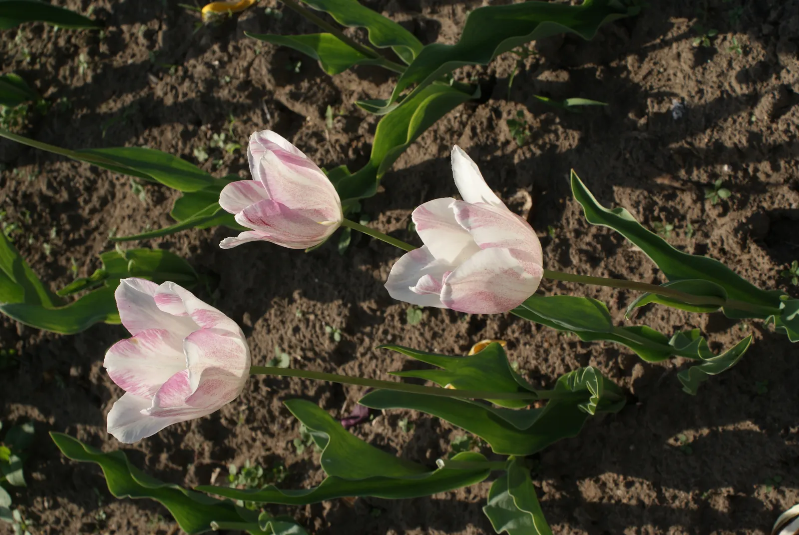 Botanical Tulip (Tulipa Turkestanica) — is a species native to Central Asia; the Botanical Tulip is relatively deer and rodent-resistant, image 61