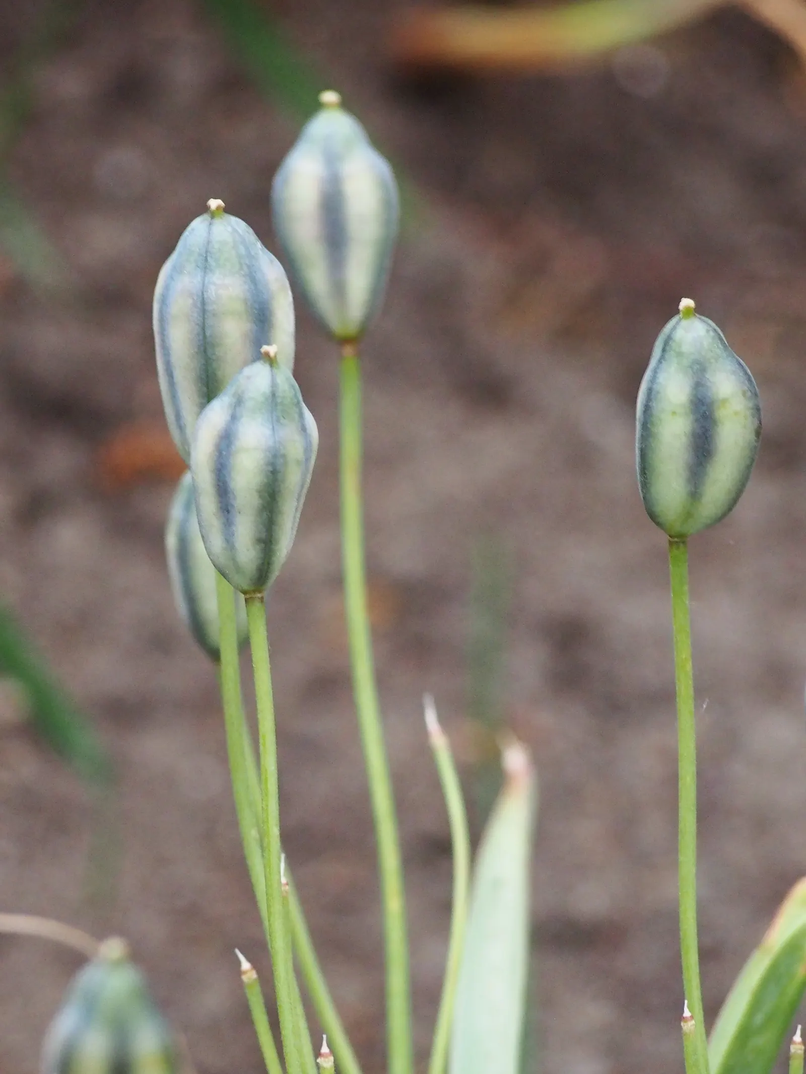 Botanical Tulip (Tulipa Turkestanica) — and naturalized areas.<br><br>Growing to an approximate height of 6-10 inches; bulb for full or half, image 93