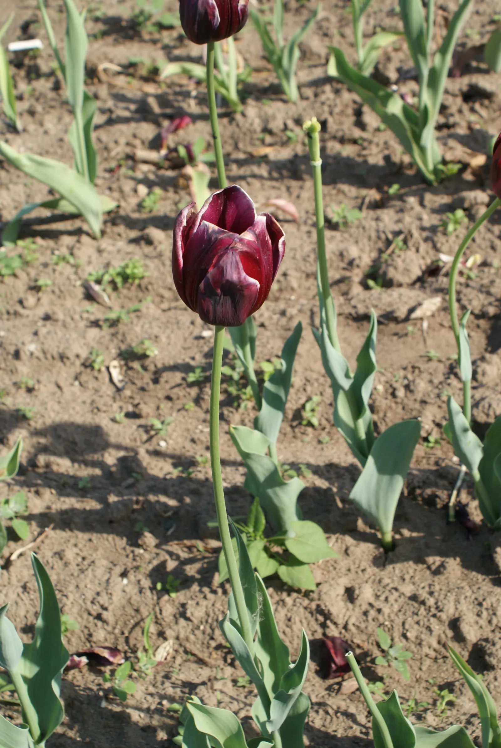 Botanical Tulip (Tulipa Turkestanica) — each flower measuring about 1.5-2 inches in diameter; tulipa turkestanica, or Botanical Tulip, is a delightful spring
