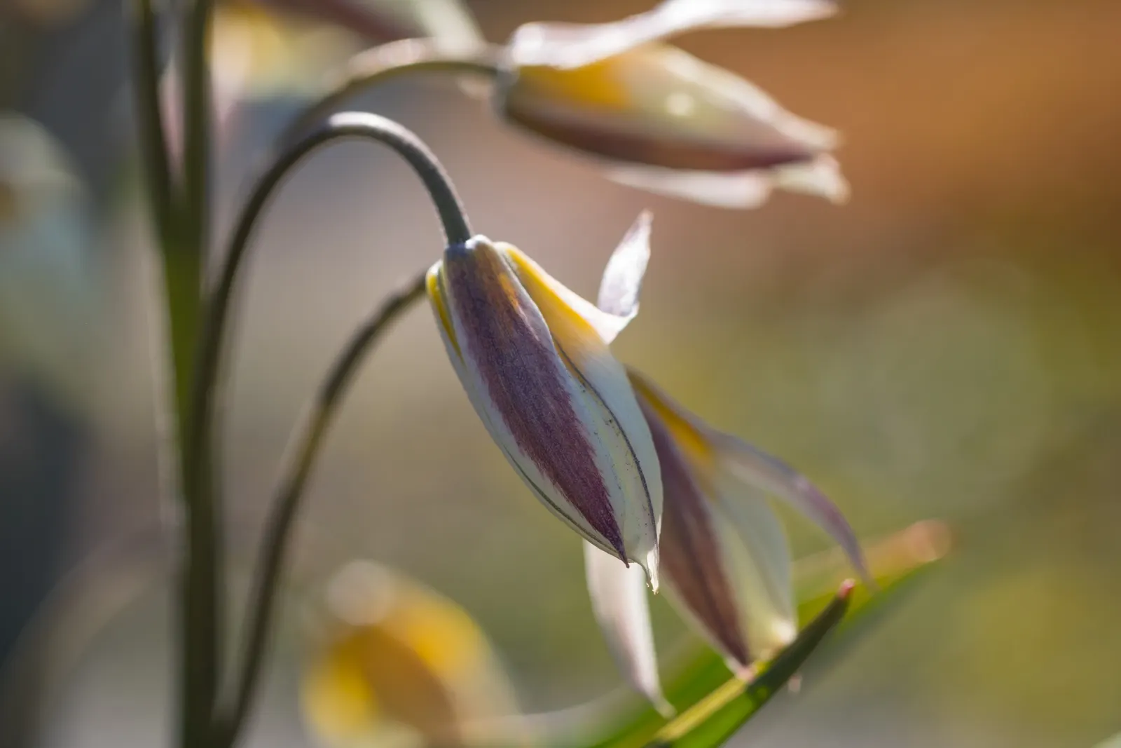 Botanical Tulip (Tulipa Turkestanica) — open wide under the sun\'s embrace; "Tulipa turkestanica" boasts multiple flowers per stem (up to 12)